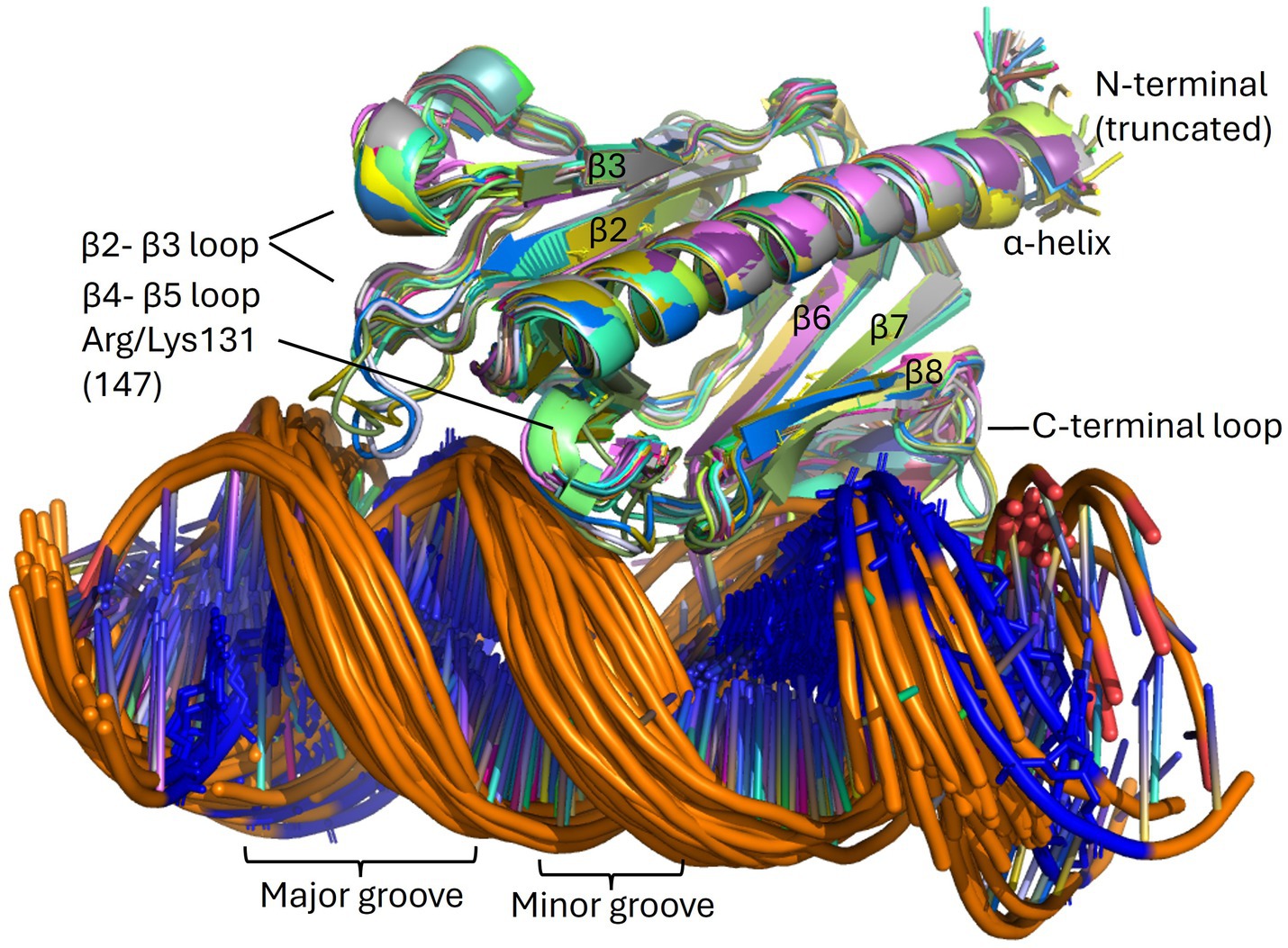 A complex molecular structure diagram showing a protein-DNA interaction. The protein features labeled alpha-helix and betastrands (β2-β8), with loops and termini labeled. The DNA is depicted with major and minor grooves. Key protein regions such as the β2-β3 loop, β4-β5 loop, Arg/Lys131, and C-terminal loop are annotated with lines pointing to their locations.