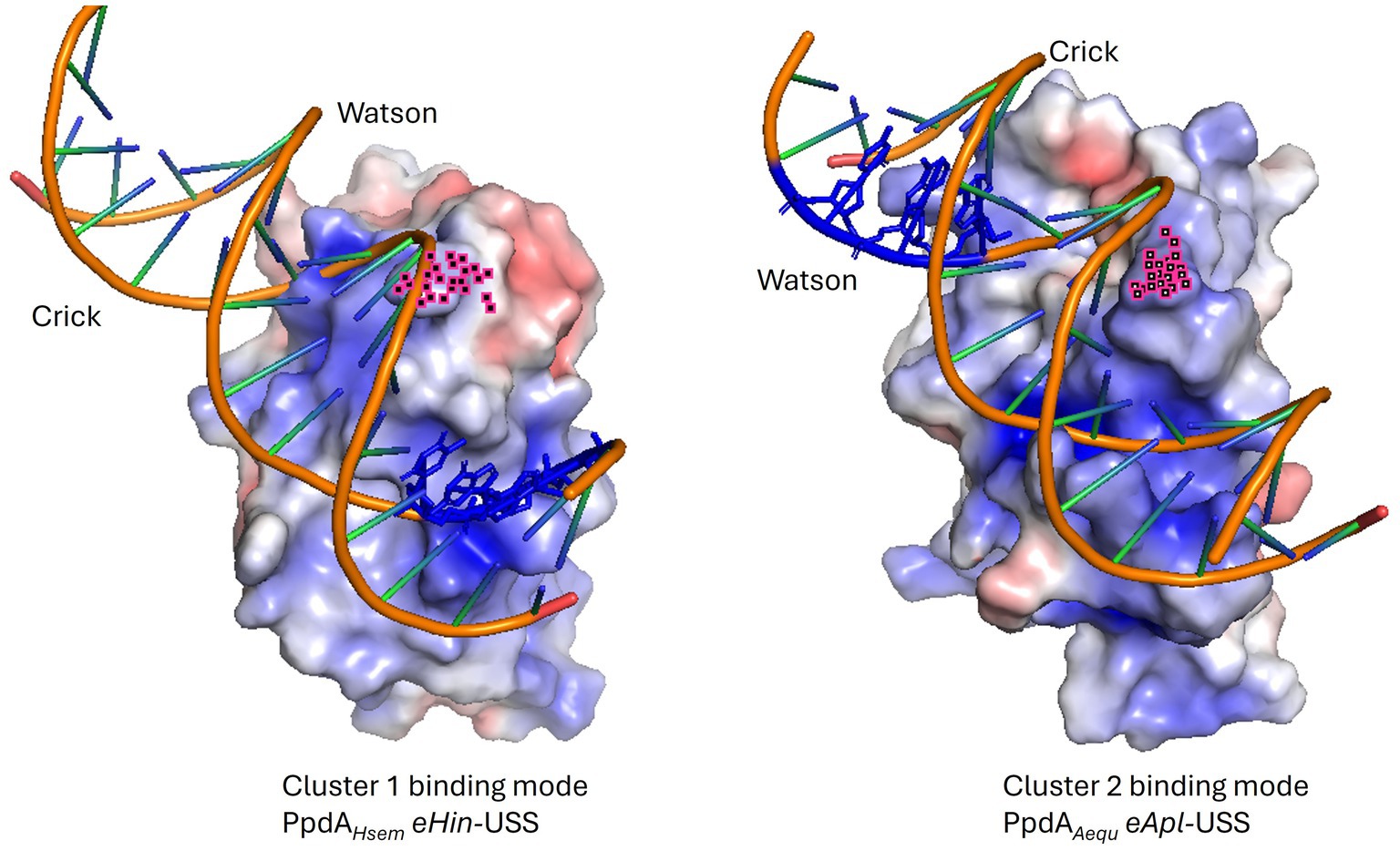 Two molecular models depict DNA binding modes. The left model shows Cluster 1 with labeled Watson and Crick strands, interacting with the ComN surface colored in varying shades of blue and pink for hydrophobicity. The right model displays Cluster 2 with similar strand interactions. Both structures include blue stick representations of USS-variable nucleotides, showcasing their different interaction sites.