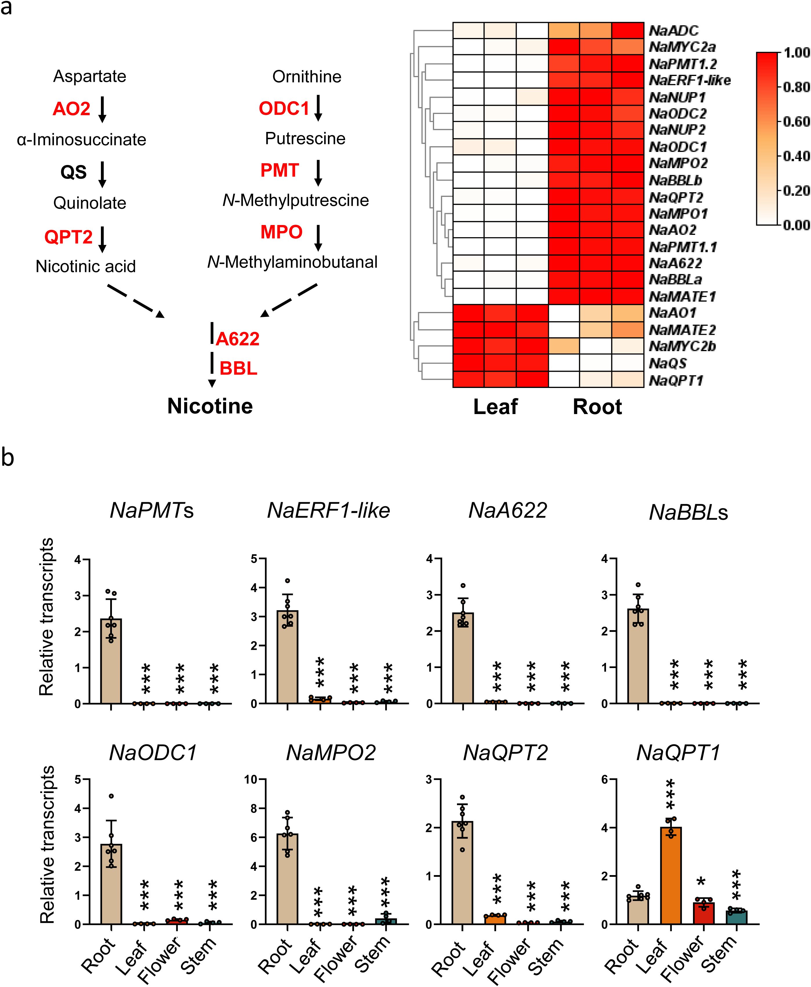 Diagram illustrating nicotine biosynthesis and nicotine-related gene expression in Nicotiana attenuata. Panel (a) shows metabolic pathways for aspartate and ornithine leading to nicotine, with marked enzymes. Heat map compares expression levels in leaf and root tissues, with red indicating higher expression. Panel (b) presents bar graphs showing relative transcript levels of specific genes in various plant tissues: root, leaf, flower, and stem. Each graph highlights significant differences in expression, particularly in roots.