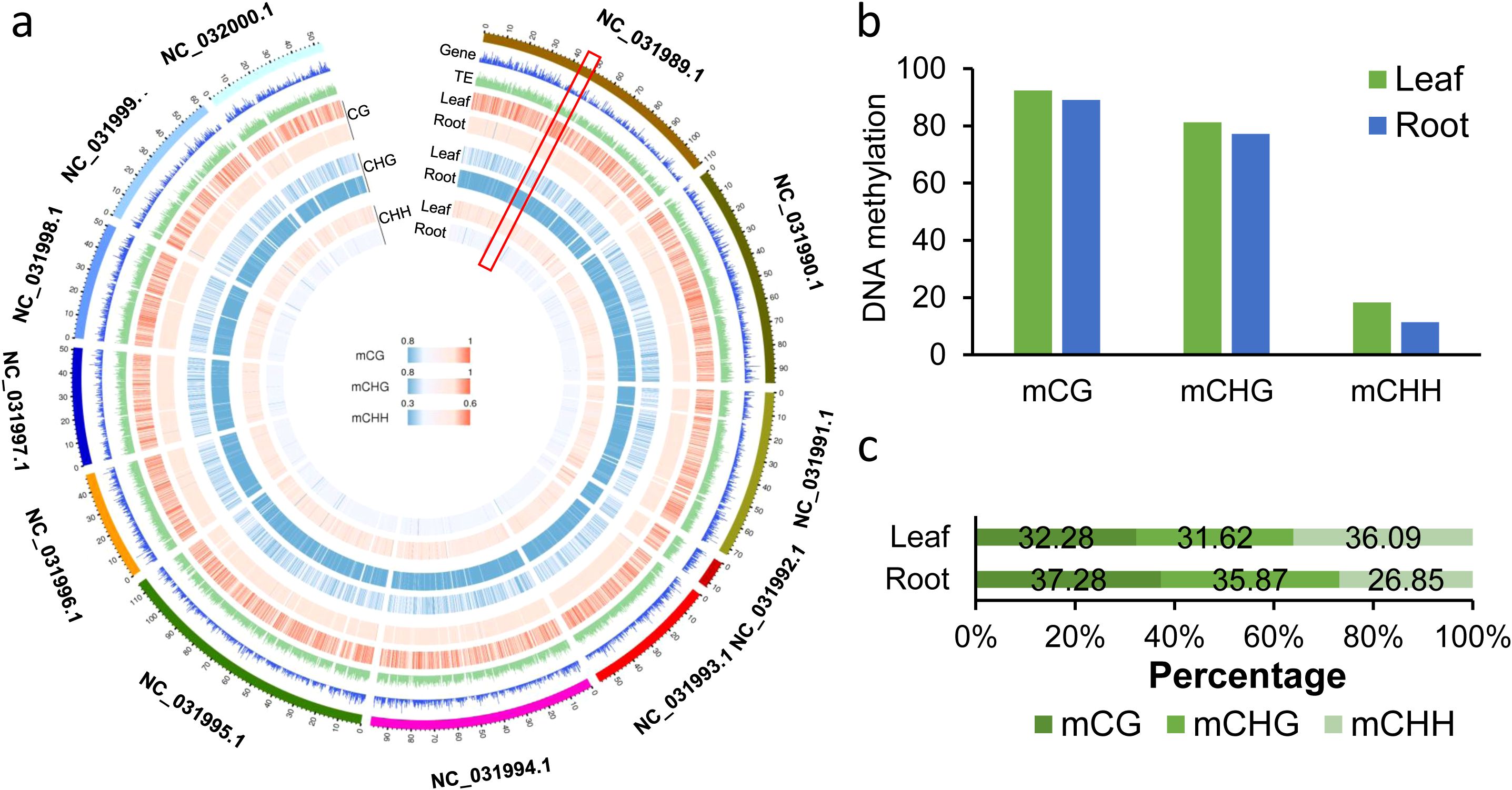 Circular chart (a) displays DNA methylation levels in leaf and root across different genomic features. Bar chart (b) compares leaf and root DNA methylation in mCG, mCHG, and mCHH contexts. Horizontal bar chart (c) shows percentage distribution of methylation contexts for leaf and root.