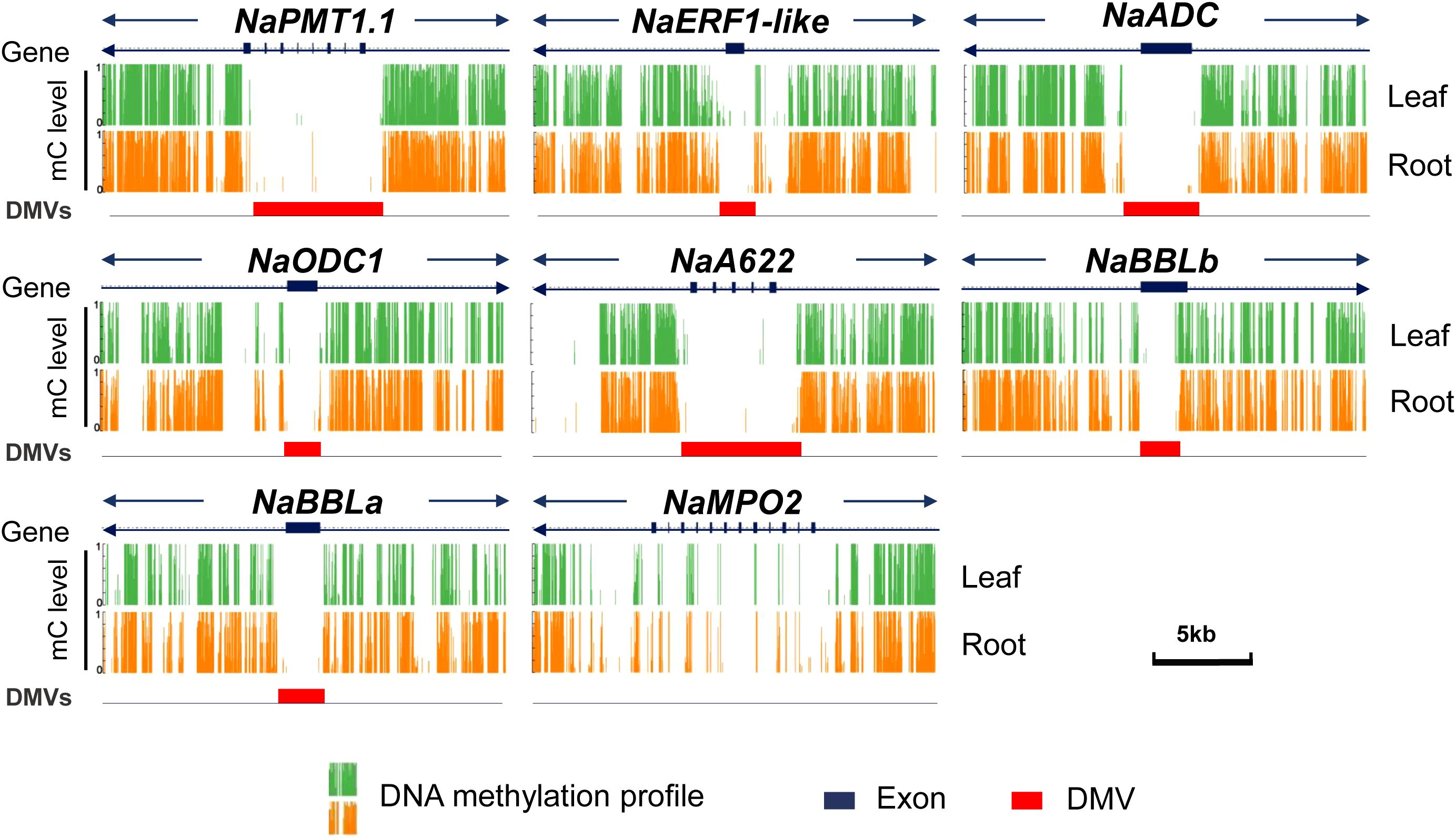 Gene maps showing DNA methylation profiles for leaf and root samples across nicotine-related genes: NaPMT1.1, NaERF1-like, NaADC, NaODC1, NaA622, NaBBLb, NaBBLa, and NaMPO2. Methylation levels are indicated in green and orange. Exons are marked in dark blue, and differentially methylated regions (DMVs) are in red. A scale bar denotes five kilobases.