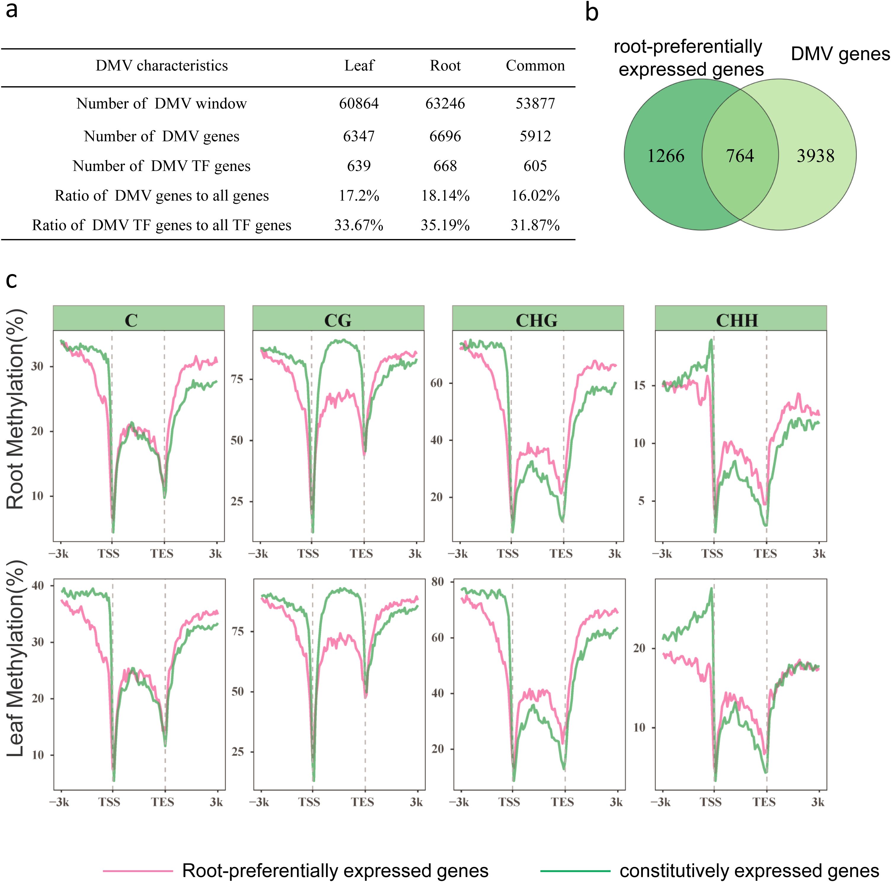 Table and graphs illustrating DNA methylation characteristics root-preferentially expressed genes. Panel (a) shows How many genes with DNA methylation valley in leaf and root. Panel (b) presents a Venn diagram comparing root-preferentially expressed genes and DMV genes. Panel (c) features line graphs showing root and leaf methylation percentages across four contexts: C, CG, CHG, CHH, with methylation trends depicted for root-preferential and constitutively expressed genes.