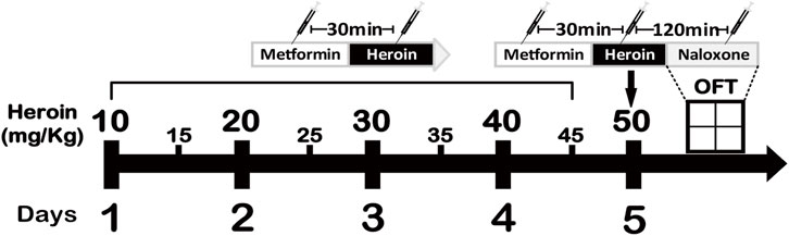 Timeline showing a five-day experimental procedure involving heroin administration at increasing doses from ten to fifty milligrams per kilogram. Metformin is administered thirty minutes before heroin on days one to four, and on day five, metformin is administered thirty minutes before heroin, followed by naloxone one hundred twenty minutes later. An open field test (OFT) is conducted on day five.