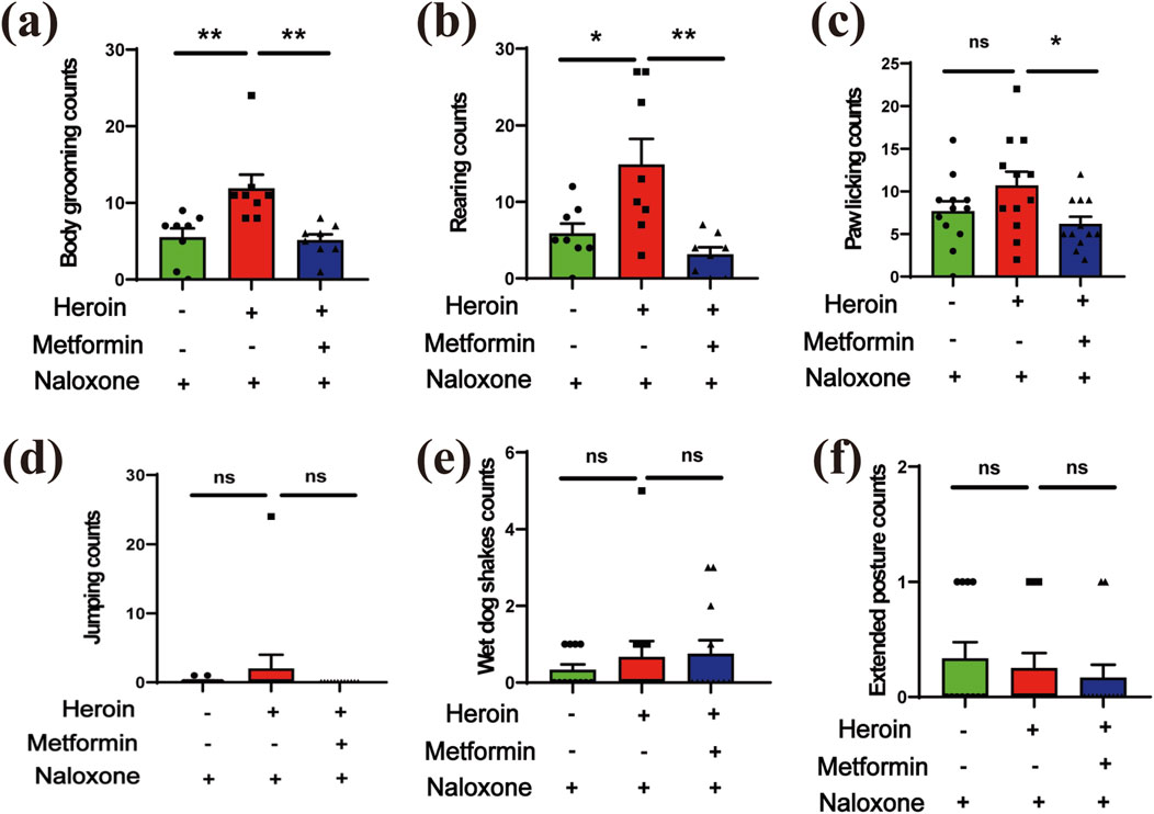 Graphs showing behavioral counts under different conditions. (a) Body grooming: significant increase with heroin, reduced with naloxone and metformin. (b) Rearing: similar pattern as (a). (c) Paw licking: heroin increases, reduced with naloxone, slight reduction with metformin. (d) Jumping, (e) Wet dog shakes, (f) Extended posture: no significant changes across conditions. ** denotes p < 0.01, * p < 0.05, ns: not significant.