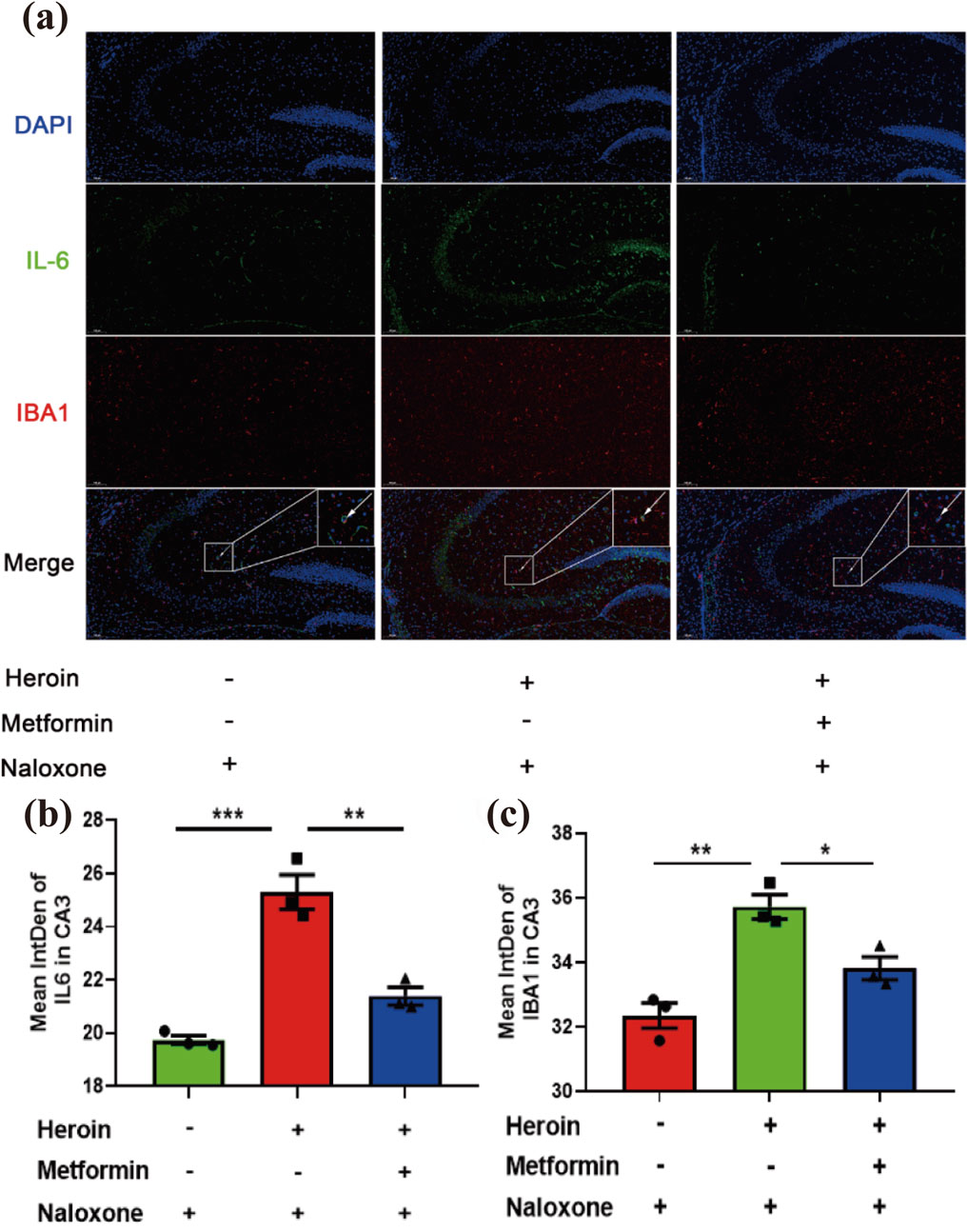 Panel (a) shows immunofluorescence images with DAPI staining in blue, IL-6 in green, and IBA1 in red, along with a merged view, indicating various experimental conditions involving heroin, metformin, and naloxone. Panel (b) displays a bar graph of mean integrated density (IntDen) of IL-6 in the CA3 region, with significant increases noted when heroin is present. Panel (c) shows a bar graph of mean IntDen of IBA1 in the CA3 region, highlighting variations under different treatments.