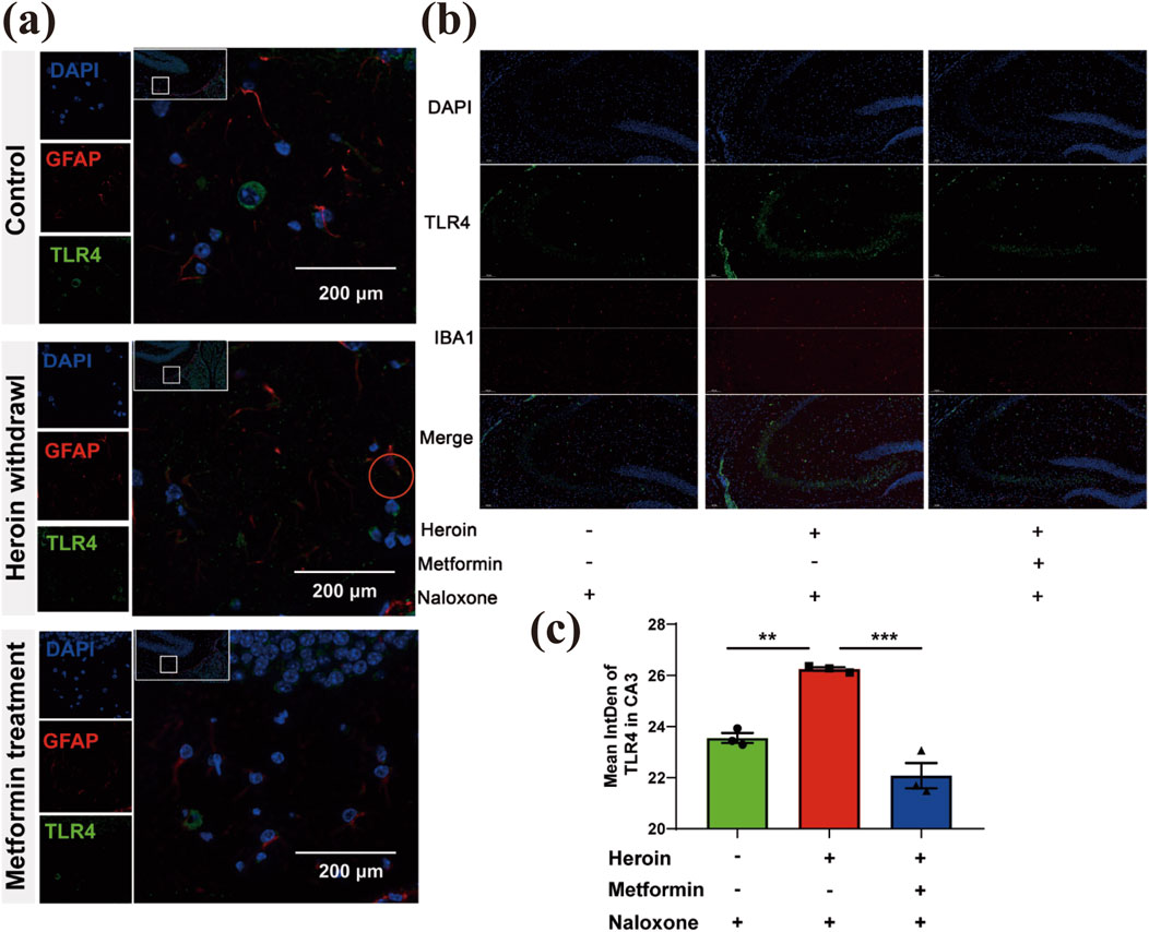 Panel (a) shows immunofluorescence images of DAPI, GFAP, and TLR4 staining across control, heroin withdrawal, and metformin treatment conditions. Panel (b) displays DAPI, TLR4, and IBA1 staining with merged images, indicating heroin, metformin, and naloxone presence. Panel (c) is a bar graph depicting mean intensity of TLR4 in CA3 with different treatments. Scale bars are 200 micrometers.