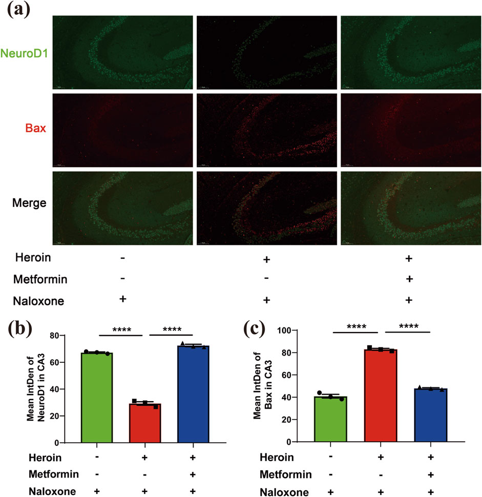 Fluorescent microscopy images and bar graphs showing the effects of heroin, metformin, and naloxone on NeuroD1 and Bax expression in the CA3 region. (a) Images display NeuroD1 in green, Bax in red, and their merged view under different treatment conditions. (b) Bar graph quantifies mean intensity of NeuroD1, showing decreased levels with heroin and restored levels with naloxone and metformin. (c) Bar graph quantifies mean intensity of Bax, showing increased levels with heroin and reduced levels with naloxone and metformin. Statistical significance is indicated with asterisks.