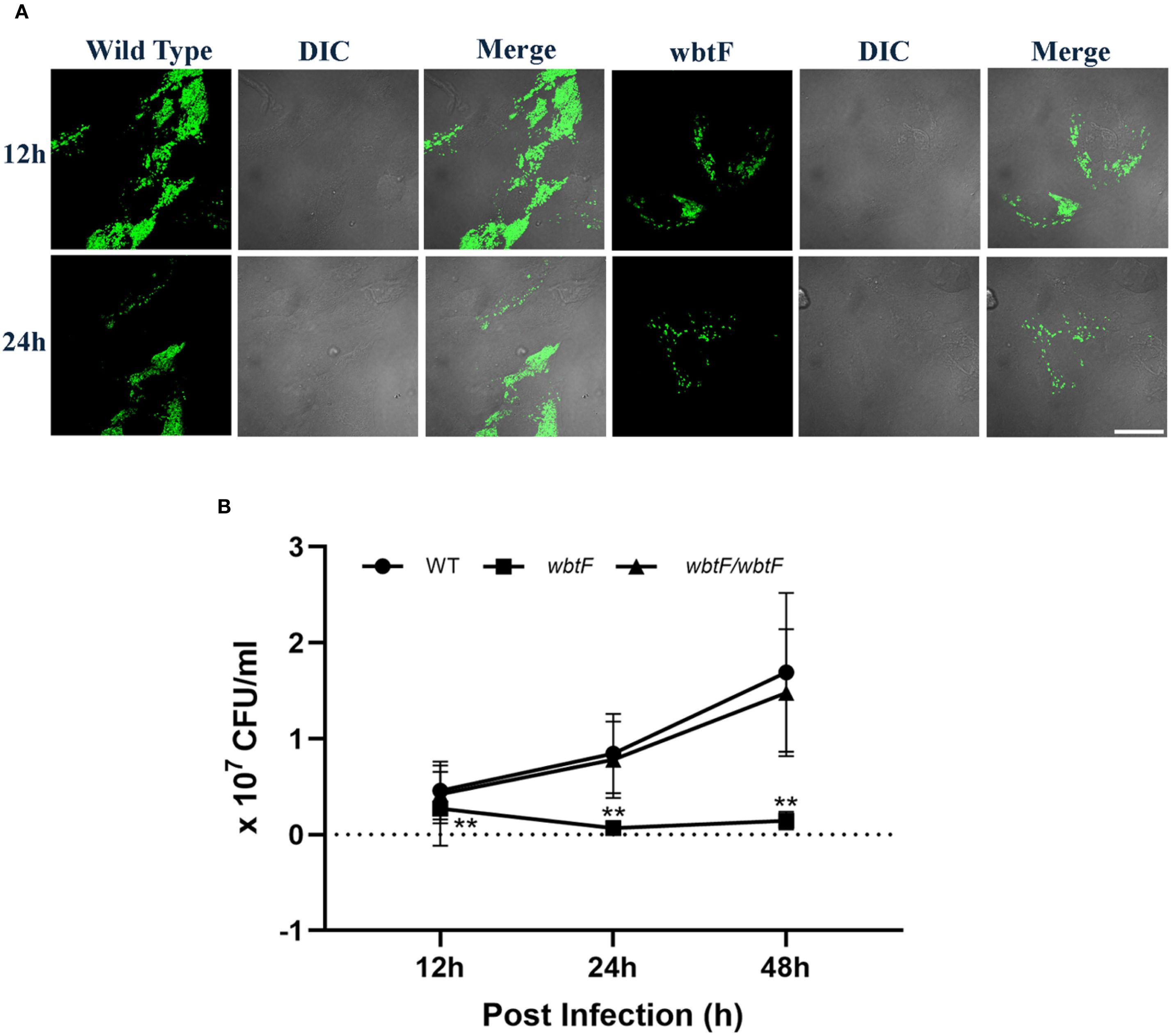 Panel A shows two sets of fluorescence microscopy images of bacterial infection in cells for wild type and wbtF mutations at 12 and 24 hours. Green fluorescence indicates bacterial presence, with DIC providing structure context. Panel B presents a line graph comparing bacterial growth (CFU per milliliter) over time post-infection for wild type, wbtF, and wbtF complemented strains. Wild type and complemented strains show increased growth over 48 hours, while wbtF mutant shows significantly lower growth at 12 and 24 hours. Statistical significance is indicated by asterisks.