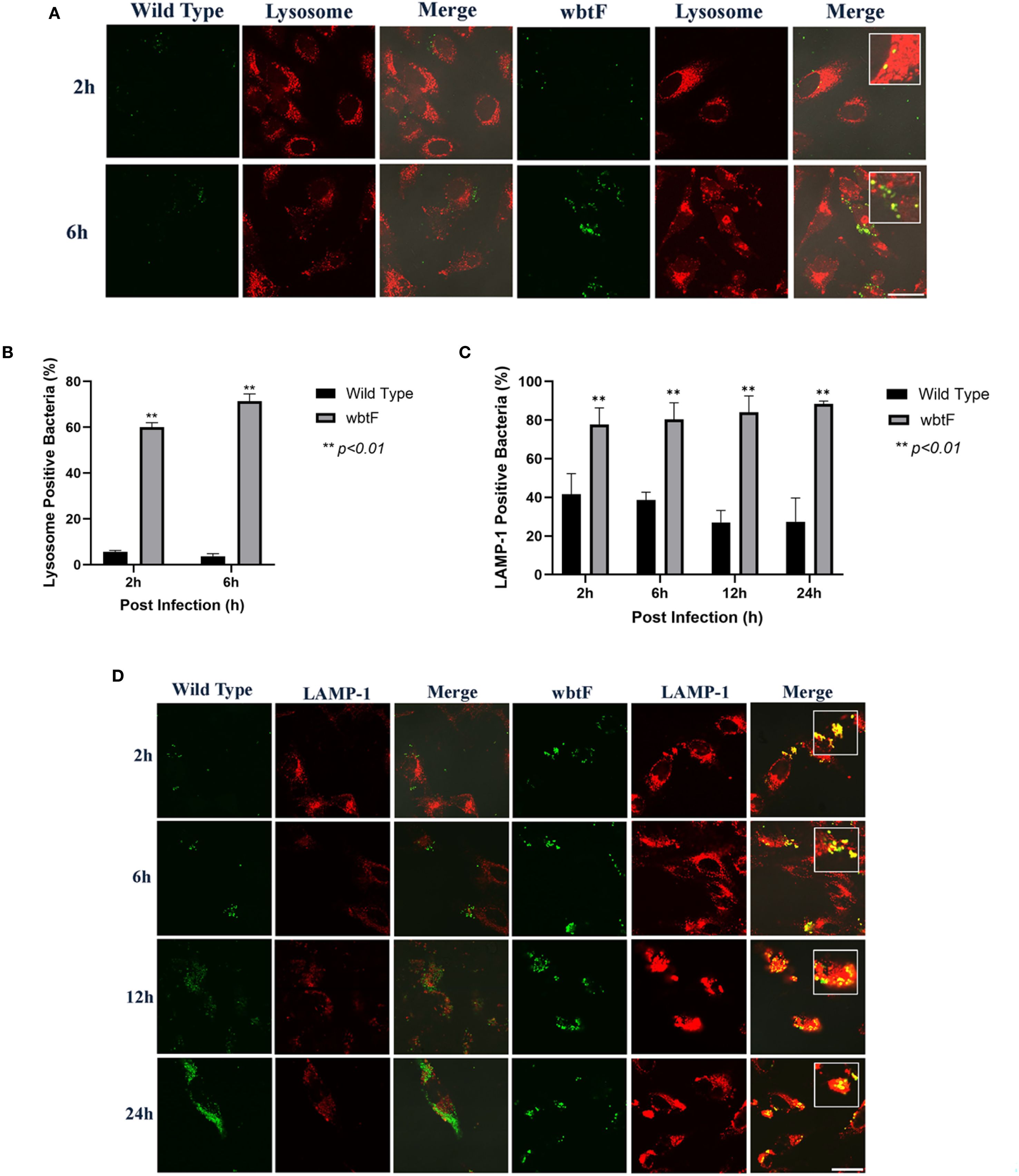 Fluorescence microscopy images and bar graphs analyzing bacterial infections over time. Panel A shows wild type and wbtF bacterial localization in lysosomes at two and six hours, with merged red and green stains indicating overlap. Panel B presents a bar graph of lysosome-positive bacteria percentages at two and six hours post-infection for wild type and wbtF, showing significant differences with p<0.01. Panel C features a bar graph of LAMP-1 positive bacteria percentages at two, six, twelve, and twenty-four hours, with similar p-values indicating statistical significance. Panel D exhibits time-lapse fluorescence imaging of LAMP-1 association with bacteria from two to twenty-four hours.