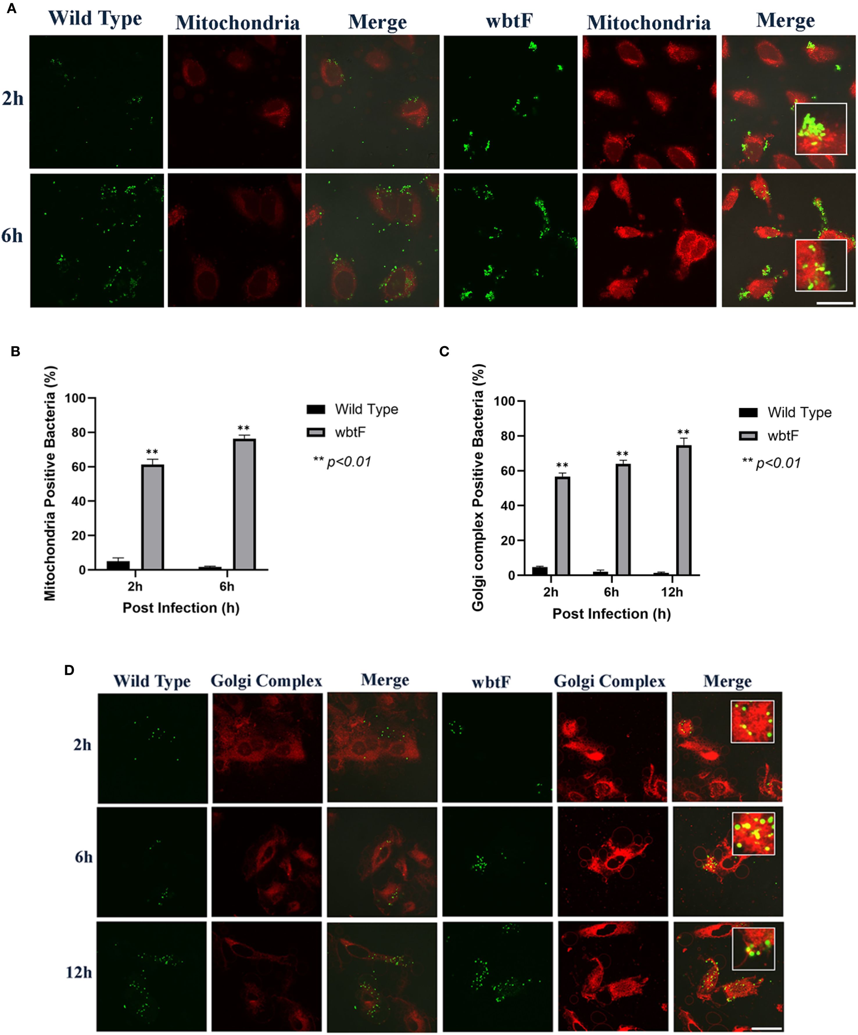 Panel A shows fluorescence microscopy images of wild type and wbtF bacteria with mitochondria at 2 and 6 hours, displaying co-localization. Panels B and C present bar charts indicating significant increases in mitochondria and Golgi complex positive bacteria post-infection in wbtF strains. Panel D displays images of wild type and wbtF bacteria with the Golgi complex at 2, 6, and 12 hours, highlighting bacterial localization. Scale bars are present in microscopy images. Statistical significance is marked as p<0.01.
