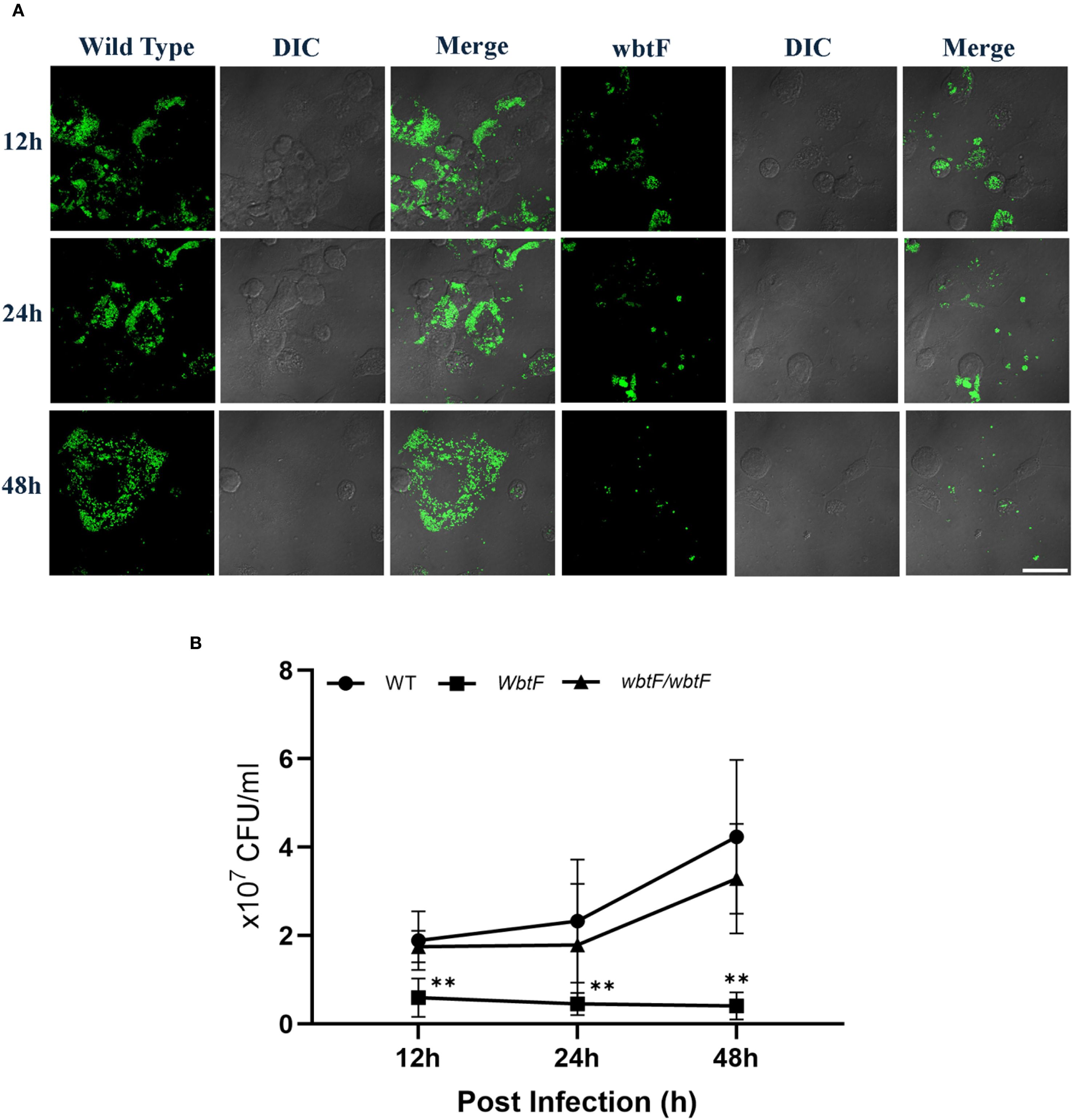 Panel A shows fluorescence microscopy images of cells infected for 12, 24, and 48 hours. The columns display Wild Type, DIC, and Merge images, with green fluorescence indicating bacterial presence. Panel B is a line graph showing bacterial growth over time as colony-forming units per milliliter for Wild Type, WbtF, and wbtF/wbtF, with statistical significance marked for certain time points.