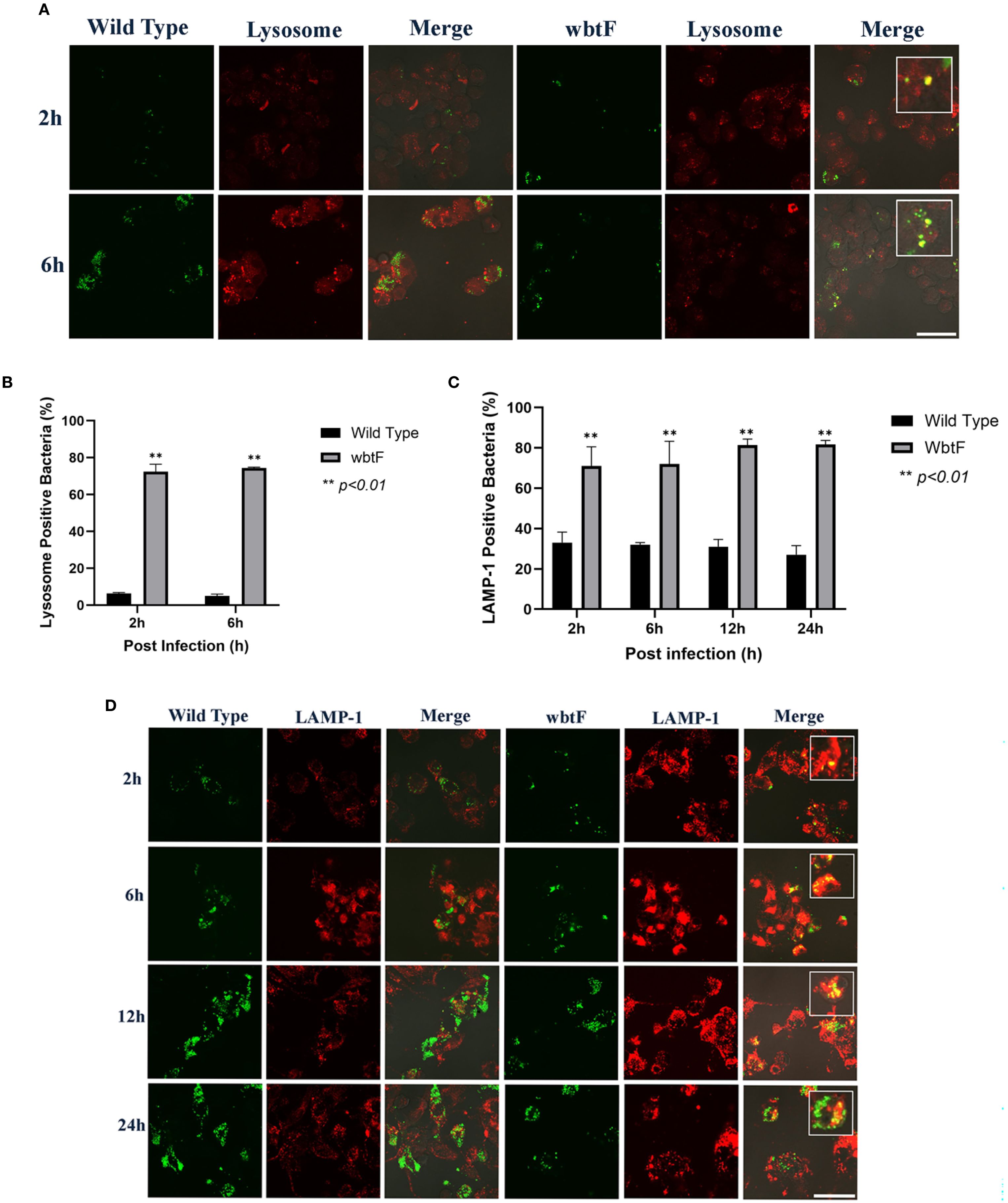Image displaying scientific data on bacteria-intracellular trafficking. Panel A shows fluorescence microscopy images of wild-type and WbtF mutant bacteria in lysosomes at 2 and 6 hours post-infection. Panels B and C feature bar graphs comparing lysosome and LAMP-1 positive bacteria percentages over time, with wild-type and WbtF strains. Panel D presents fluorescence images of interactions with LAMP-1 over 2, 6, 12, and 24 hours, highlighting differences between wild-type and WbtF.