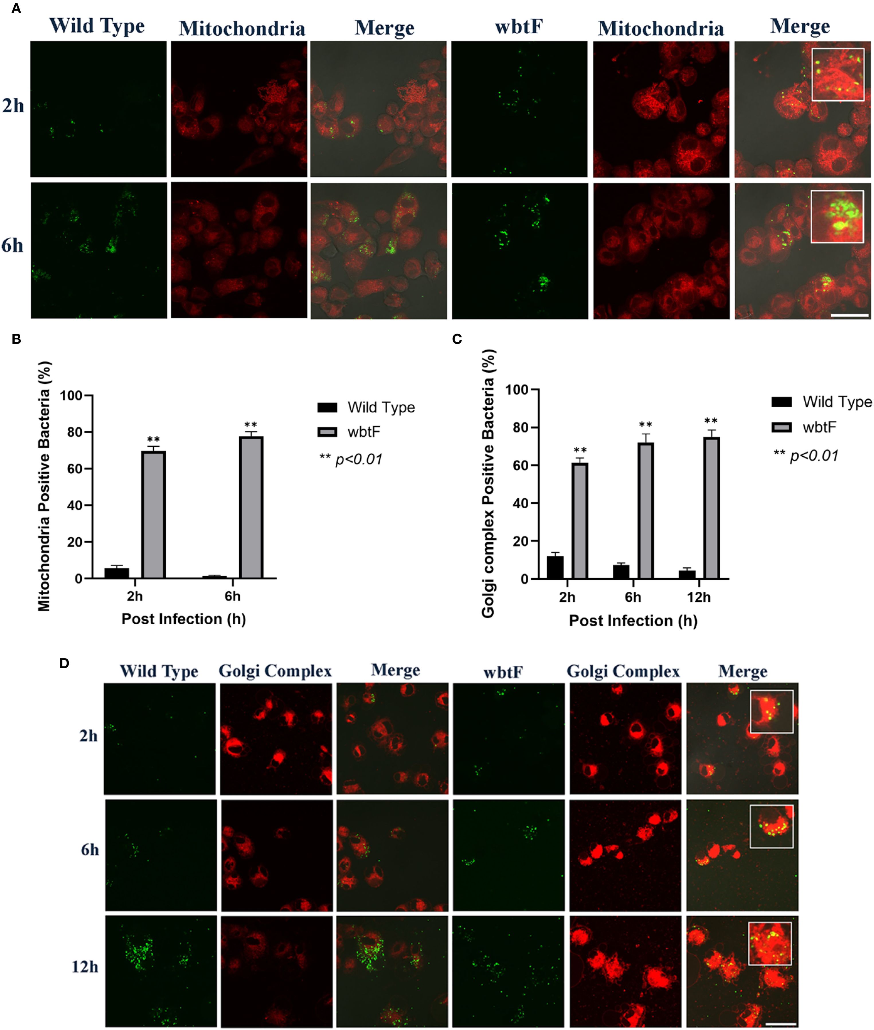 Panel A shows fluorescence microscopy images of wild type and wbtF bacteria in mitochondria at two and six hours post-infection, with green and red fluorescence and merged images. Panel B is a bar chart displaying the percentage of mitochondria-positive bacteria for wild type and wbtF at two and six hours, showing significantly higher percentages for wild type. Panel C is a bar chart showing Golgi complex-positive bacteria percentages at various times, with wild type consistently higher. Panel D presents microscopy images of wild type and wbtF in the Golgi complex at two, six, and twelve hours post-infection with similar fluorescent labeling and merging.