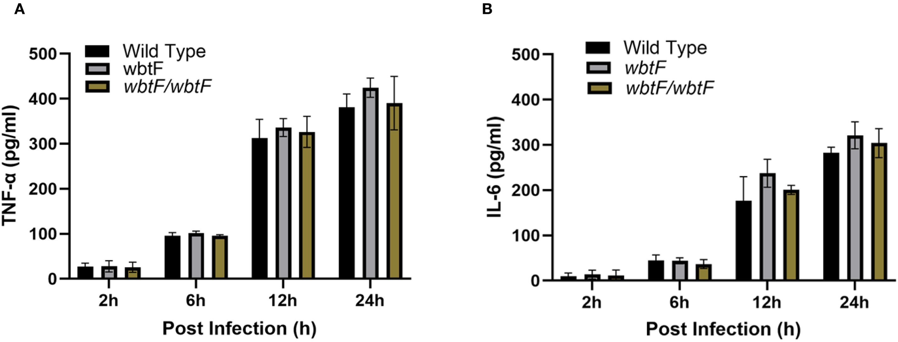 Bar graphs compare TNF-alpha and IL-6 levels post-infection at 2, 6, 12, and 24 hours for wild type, wbtF, and wbtF/wbtF strains. TNF-alpha levels increase over time, peaking at 24 hours. IL-6 levels also rise, with a similar peak at 24 hours. Each strain follows a consistent pattern. Error bars show variability.