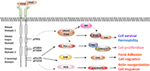 vegfr2 wet amd genetic link vegfr2 wet amd genetic link