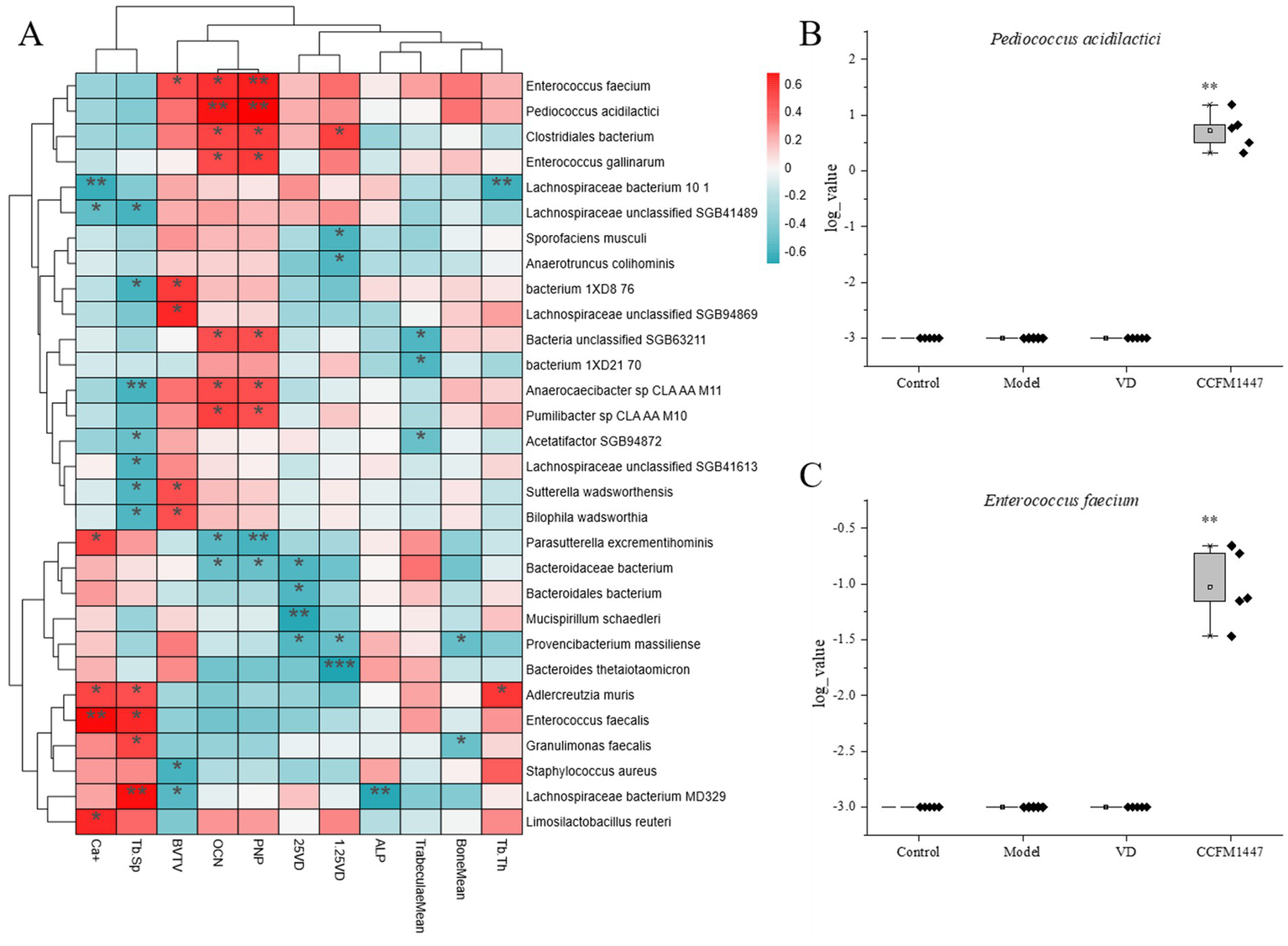 Panel A shows a clustered heatmap of bacterial species abundance, with colors ranging from red to blue indicating levels. Panels B and C present box plots with "log value" for *Pediococcus acidilactici* and *Enterococcus faecium*, respectively, comparing Control, Model, VD, and CCFM1147 groups. Significant differences are marked with asterisks.