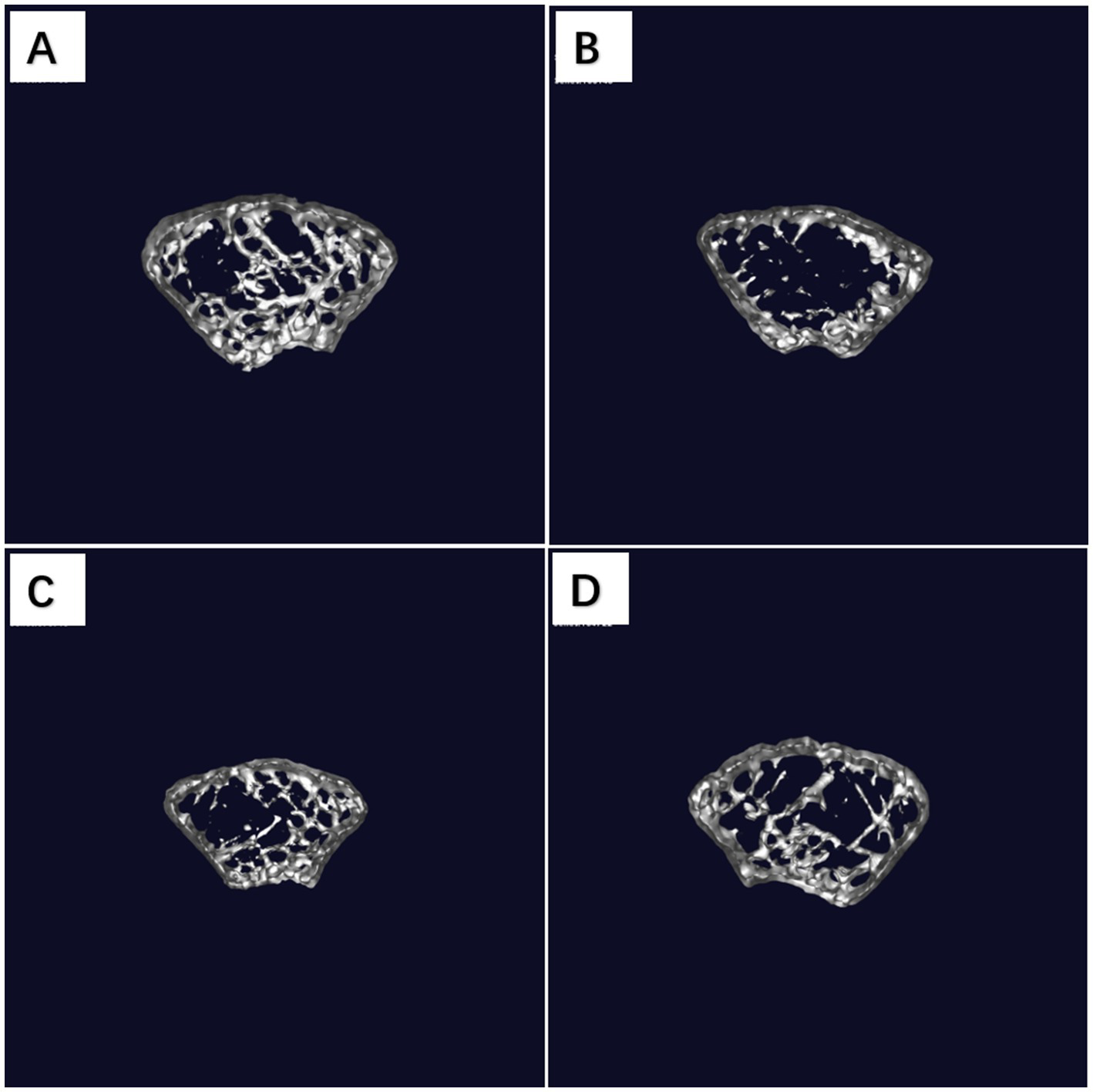 Four panels labeled A to D display 3D renderings of spongy, porous structures, resembling bone cross-sections. Each panel shows similar textures and shapes, varying slightly in density and pattern. The background is dark, highlighting the structures.