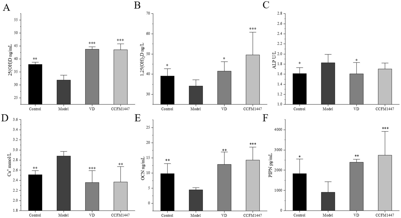 Six bar graphs labeled A to F show various biochemical markers: A) 25(OH)D levels (ng/mL) are highest in VD and CCFM1147 groups. B) 1,25(OH)2D levels (ng/L) peak in the CCFM1147 group. C) ALP (U/L) values are highest in the Model group. D) Calcium (mmol/L) levels are highest in the Model. E) OCN (ng/mL) values are notable in VD and CCFM1147. F) P1NP (pg/mL) is significantly higher in the CCFM1147 group. Various statistical significances are indicated by asterisks.