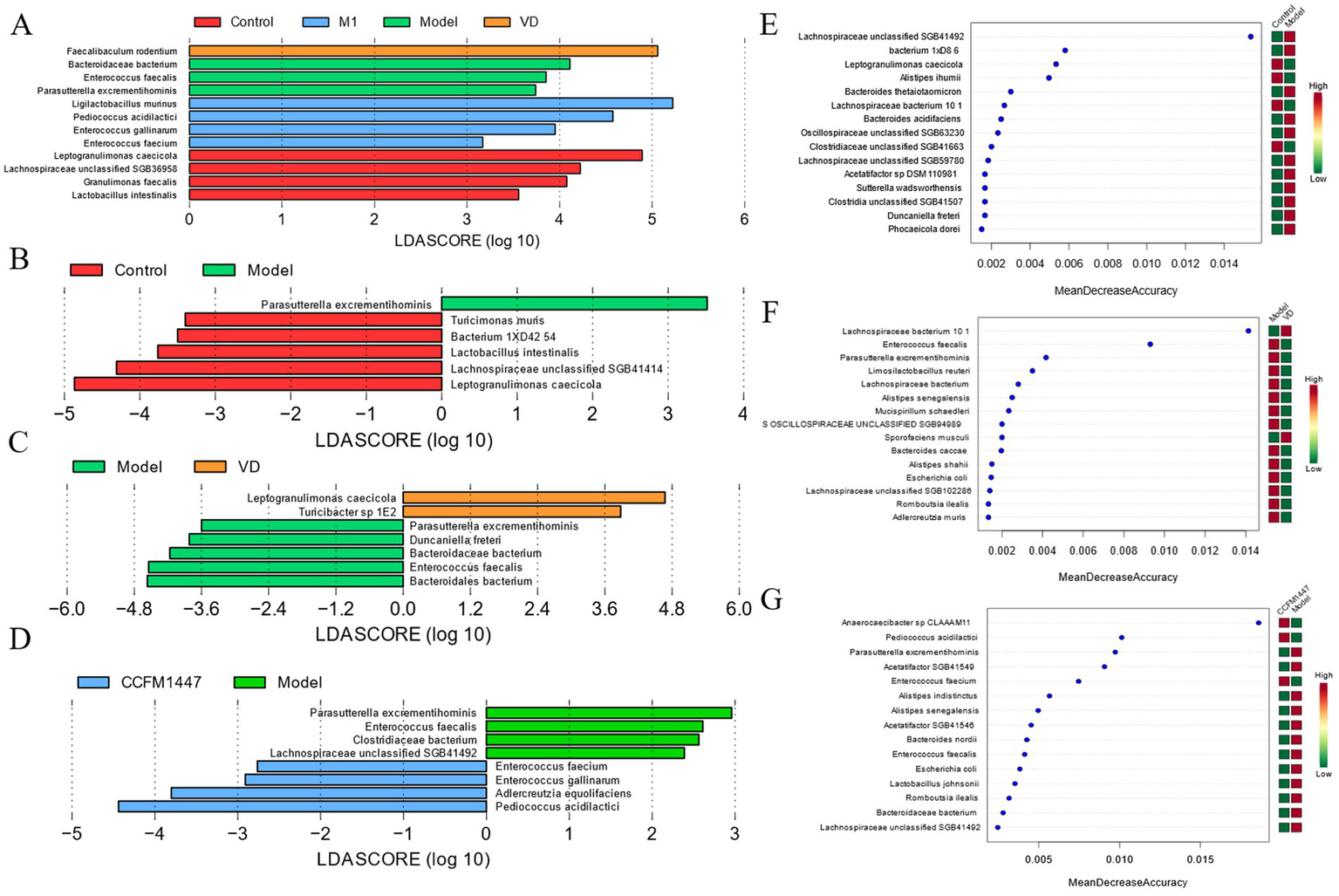 Bar charts and scatter plots analyze microbiome data across control, M1, VD, and model groups. Panels A-D display LDASCORE for different taxa. Panels E-G show mean decrease accuracy with color gradients indicating data range. Each analysis identifies significant microbial differences among groups.