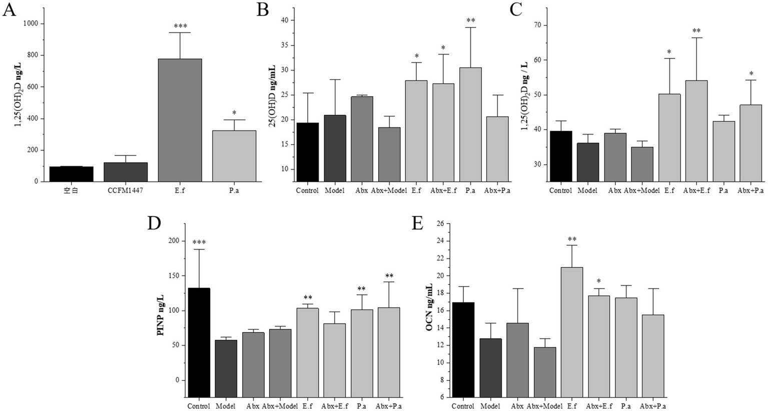 Five bar graphs labeled A to E display different biochemical measures across various conditions. Panel A shows 1.25(OH)₂D levels; E.f. condition has the highest value. Panel B represents 25(OH)D levels, with Abx+E.f. condition showing significant increase. Panel C displays 1.25(OH)₂D values, with Abx+E.f. condition being highest. Panel D illustrates P1NP levels, with the Control condition as the highest. Panel E shows OCN levels, with the E.f. condition being notably higher. Statistical significance is marked by asterisks.