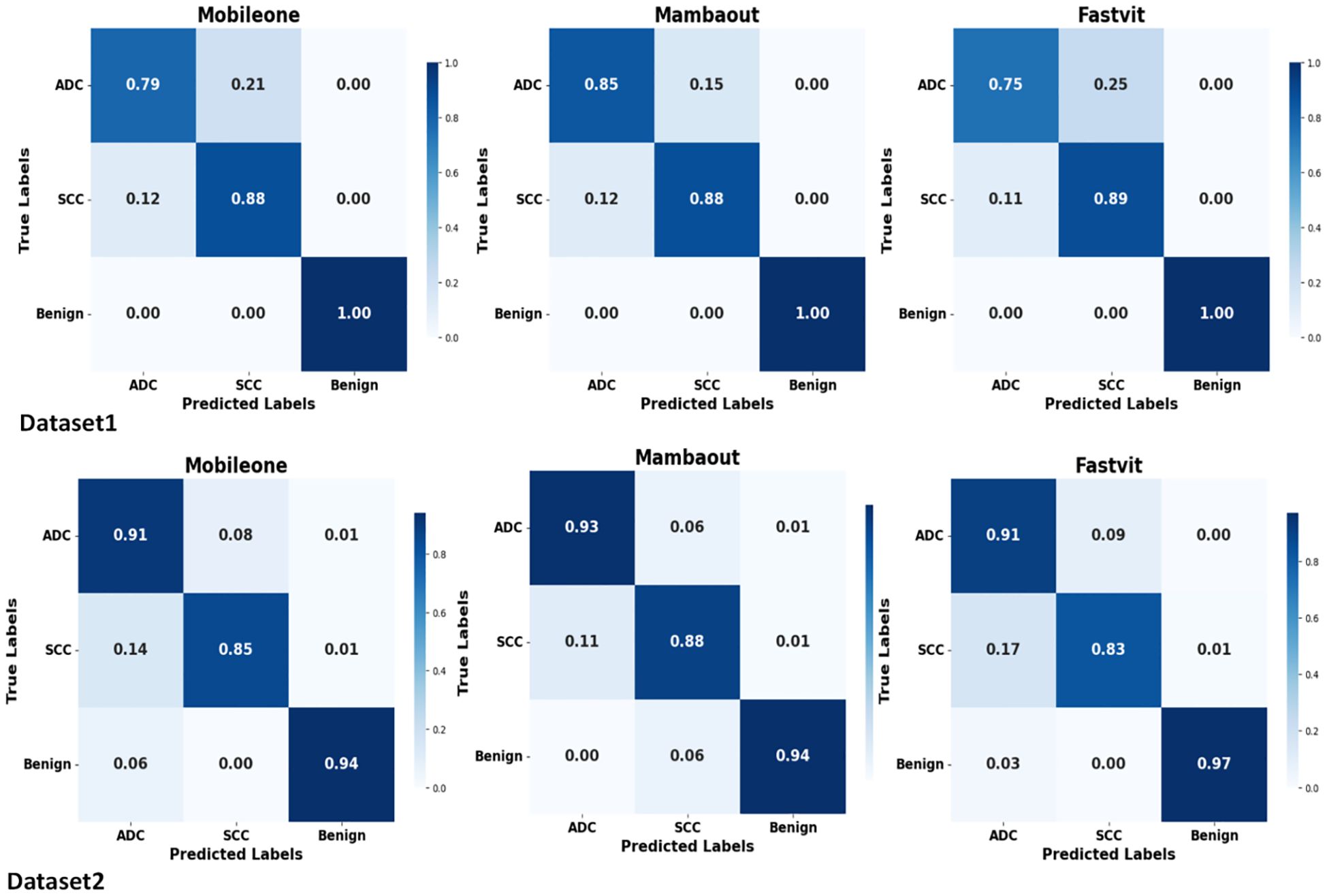 Two sets of three confusion matrices compare prediction models Mobileone, Mambaout, and Fastvit across two datasets. Each confusion matrix shows true versus predicted labels for ADC, SCC, and Benign categories with varying accuracy rates. Dataset1 displays Mobileone with highest accuracy for Benign, Mambaout with high ADC accuracy at 0.85, and Fastvit with high SCC accuracy at 0.89. Dataset2 shows Mobileone with accuracy at 0.91 for ADC, Mambaout at 0.94 for Benign, and Fastvit with accuracy at 0.97 for Benign. Each matrix is color-coded from light to dark blue indicating accuracy levels.