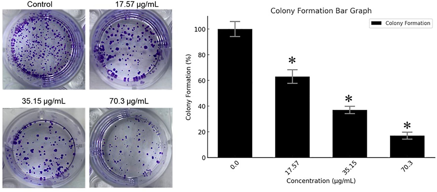 Four petri dish images with varying concentrations of a substance: Control, 17.57 micrograms per milliliter, 35.15 micrograms per milliliter, and 70.3 micrograms per milliliter. Colony formation decreases with increasing concentration, as shown in a bar graph to the right. The graph indicates a significant reduction in colony formation at higher concentrations, marked by asterisks.