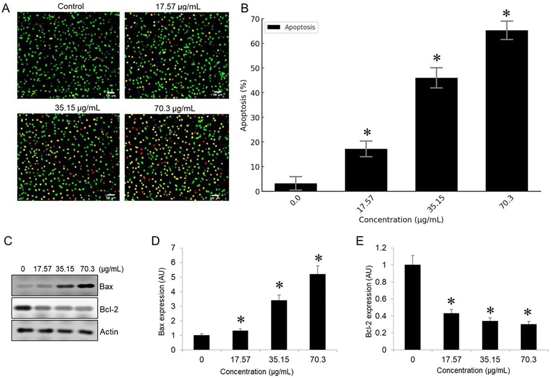 Panel A shows fluorescent microscopy images illustrating apoptosis in cells at various concentrations: control, 17.57, 35.15, and 70.3 micrograms per milliliter. Panel B is a bar graph showing the percentage of apoptosis, increasing with concentration. Panel C presents a Western blot showing expressions of Bax, Bcl-2, and Actin proteins. Panel D is a bar graph of Bax expression, increasing with concentration. Panel E is a bar graph of Bcl-2 expression, decreasing with concentration. Asterisks indicate significant differences.