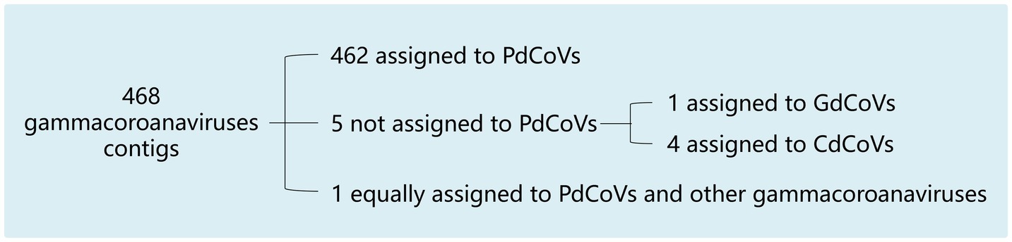 Flowchart showing 468 gammacoronaviruses contigs. Out of these, 462 are assigned to PdCoVs. Five contigs are not assigned to PdCoVs: one to GdCoVs and four to CdCoVs. One contig is equally assigned to PdCoVs and other gammacoronaviruses.