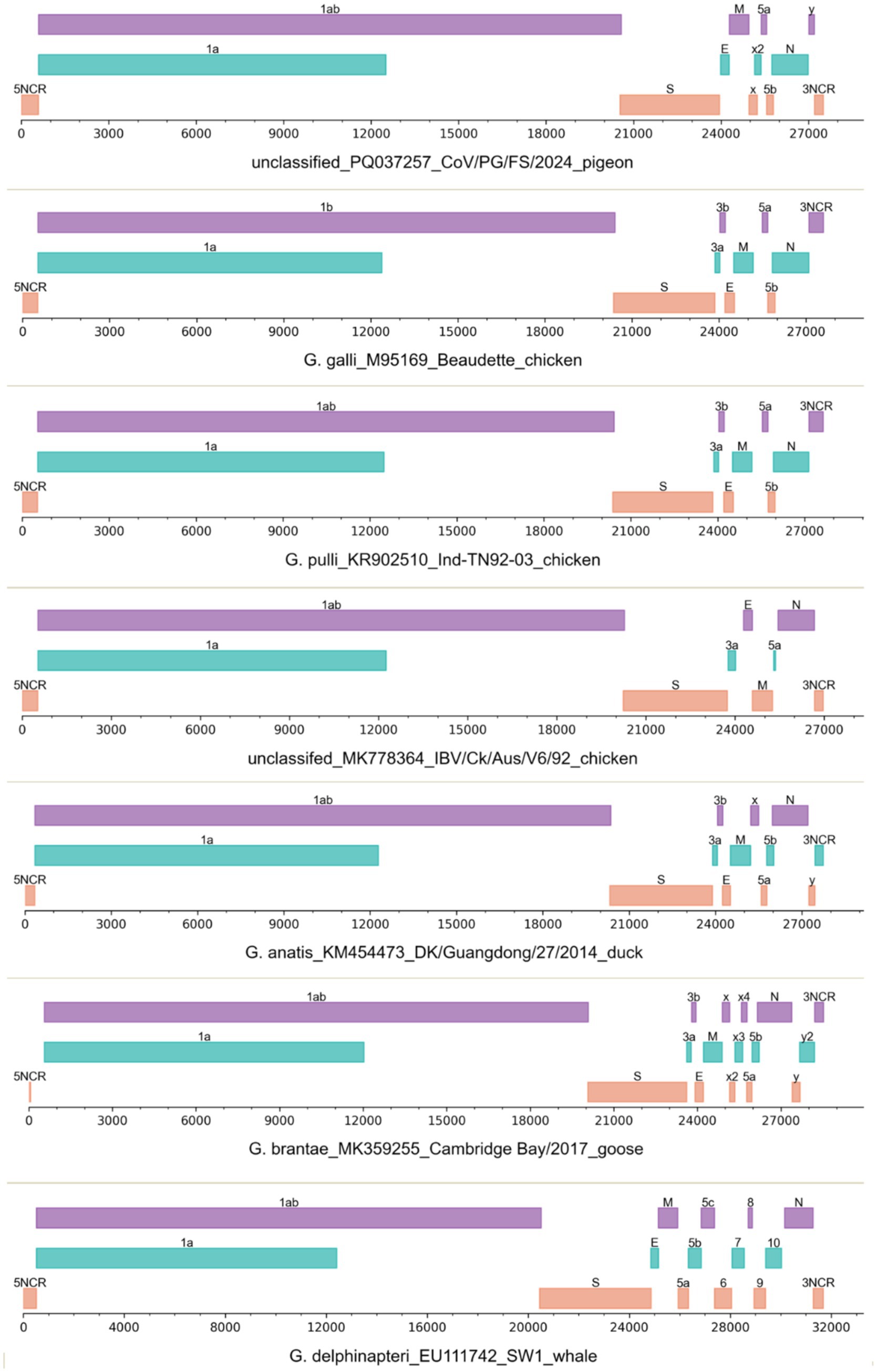 Diagram showing gene organization of various coronavirus genomes across different species: pigeon, chicken, duck, goose, and whale. Each panel illustrates segments like 1ab, 1a, S, E, and M, with nucleotide positions marked. The genomes vary in length and gene composition, depicting genomic diversity among coronaviruses in these animals.
