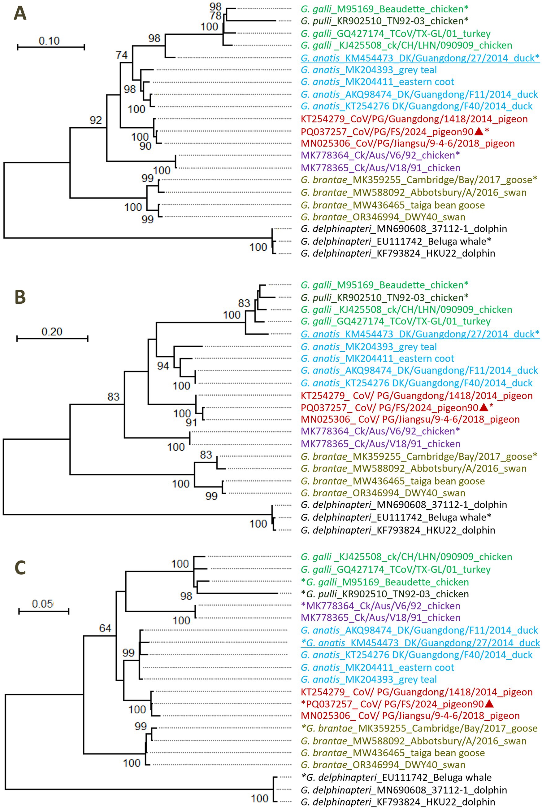 Phylogenetic trees labeled A, B, and C showing relationships among avian and mammalian species based on genetic data. Different species are color-coded, and bootstrap values are indicated at branch points. Species include chickens, ducks, swans, dolphins, and pigeons, with specific genetic sequences noted next to each. Red text highlights certain pigeon-related entries, possibly indicating a focus of the study. Scale bars represent genetic distance.