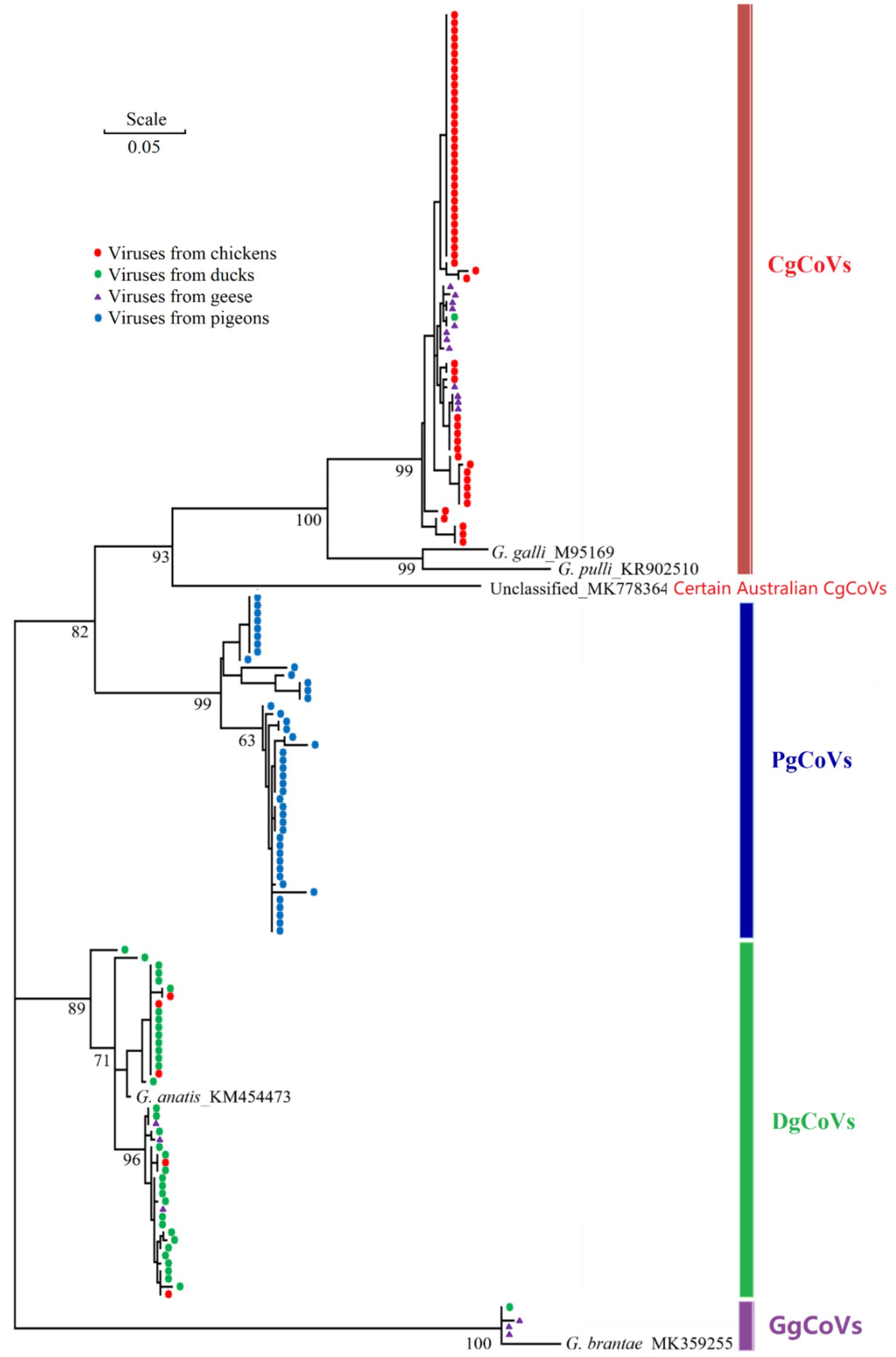 Phylogenetic tree diagram showing relationships between viruses from different birds. Red circles represent viruses from chickens, green squares from ducks, purple triangles from geese, and blue circles from pigeons. Branches are labeled with bootstrap values. Categories on the right include CgCoVs, PgCoVs, DgCoVs, and GgCoVs. The scale bar represents genetic distance.