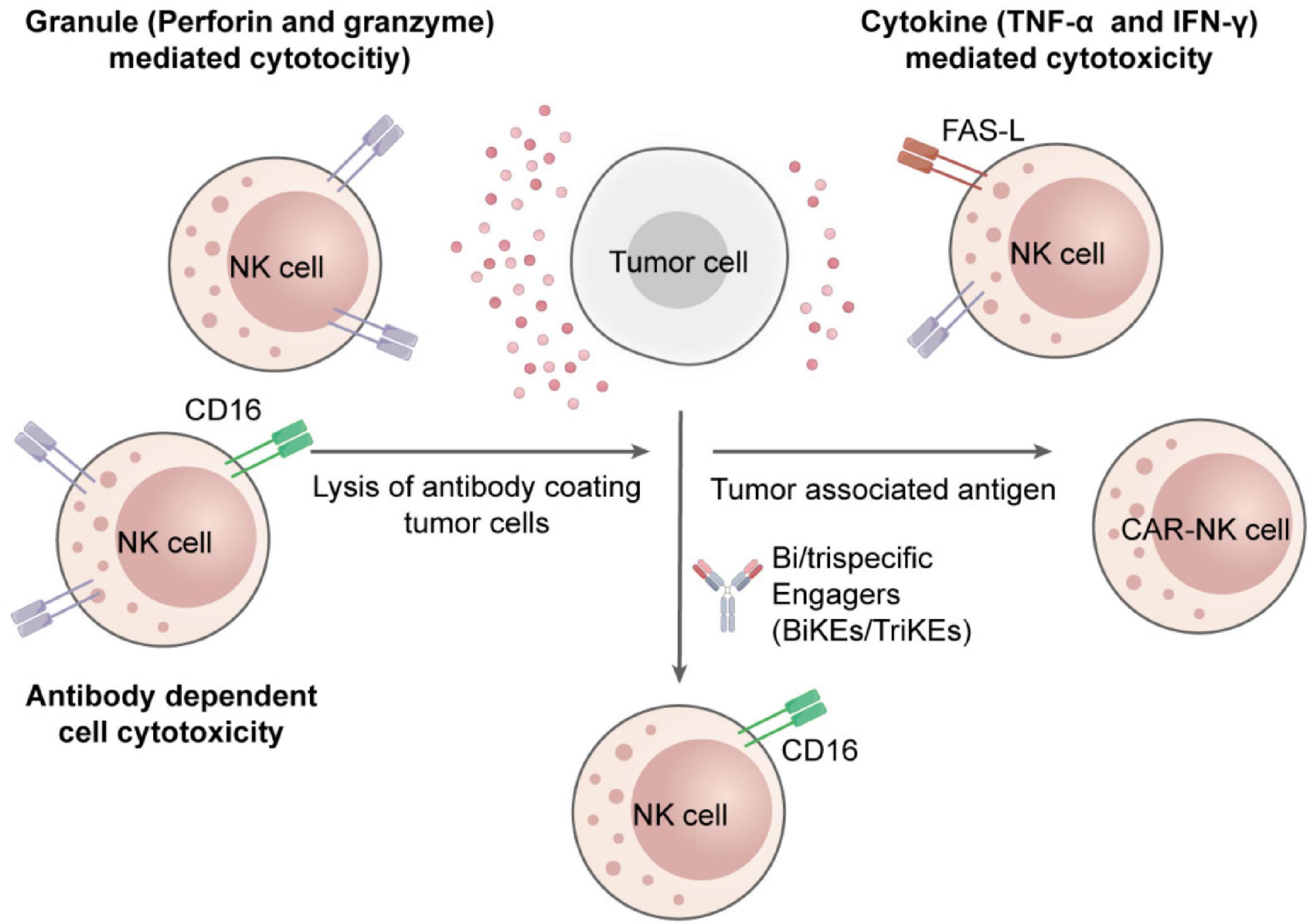 Diagram showing mechanisms of NK cell-mediated cytotoxicity against tumor cells. Top left: Granule-mediated cytotoxicity with perforin and granzyme. Top right: Cytokine-mediated cytotoxicity using TNF-alpha and IFN-gamma. Bottom left: Antibody-dependent cell cytotoxicity via CD16, leading to lysis of antibody-coated tumor cells. Right section highlights tumor-associated antigen targeting with CAR-NK cells and use of bispecific or trispecific engagers (BiKEs/TriKEs).