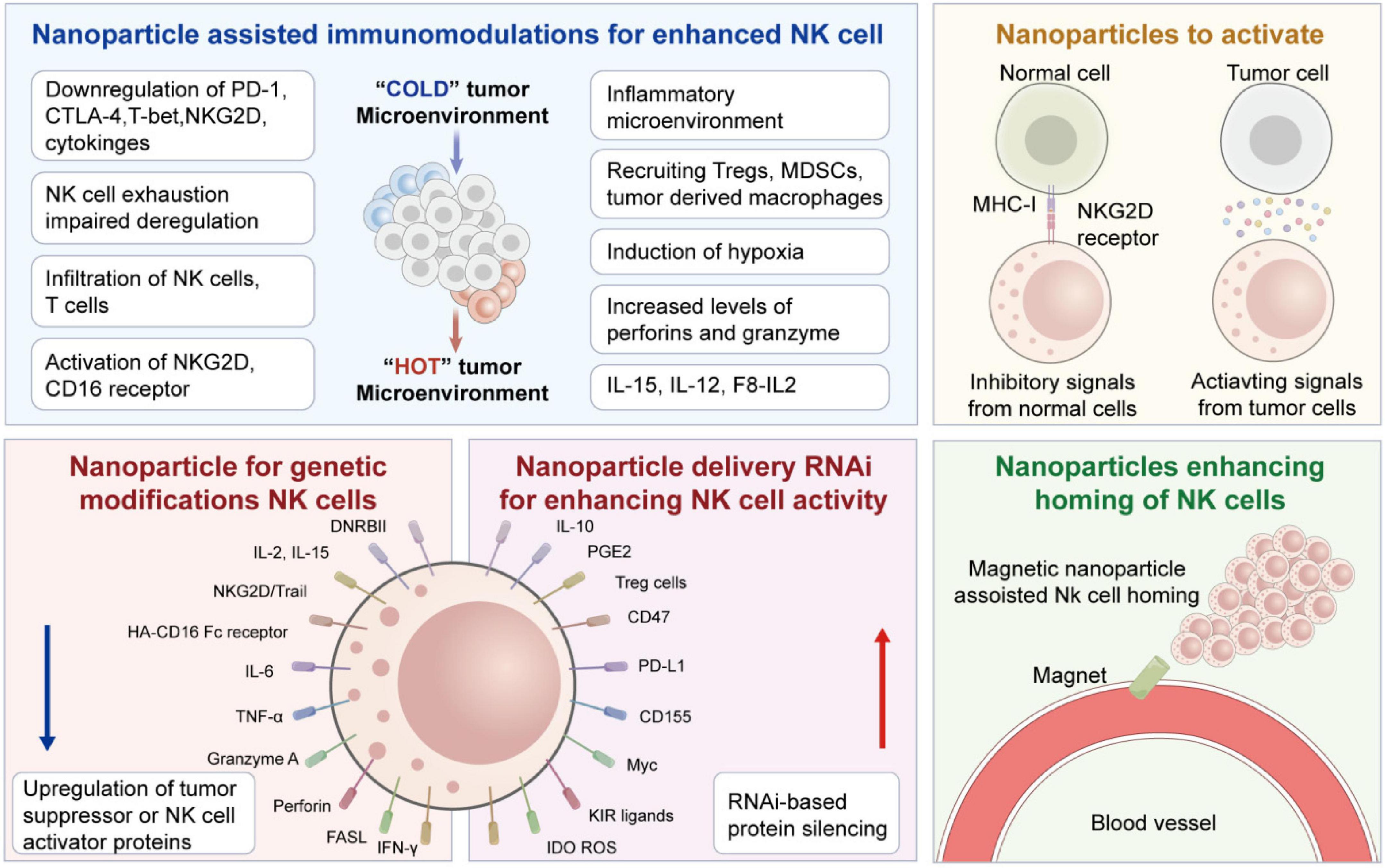 Nanoparticle-assisted immunomodulations enhance NK cell function in various ways: shifting tumor environments from “cold” to “hot,” activating NK cells, modifying their genetics, and enhancing homing with magnetic nanoparticles. Key processes include downregulating inhibitory proteins, RNAi-based silencing, and countering hypoxia. The diagram shows genetic and protein-level interventions to activate NK cells, addressing tumor microenvironments, and modulating signal receptions.