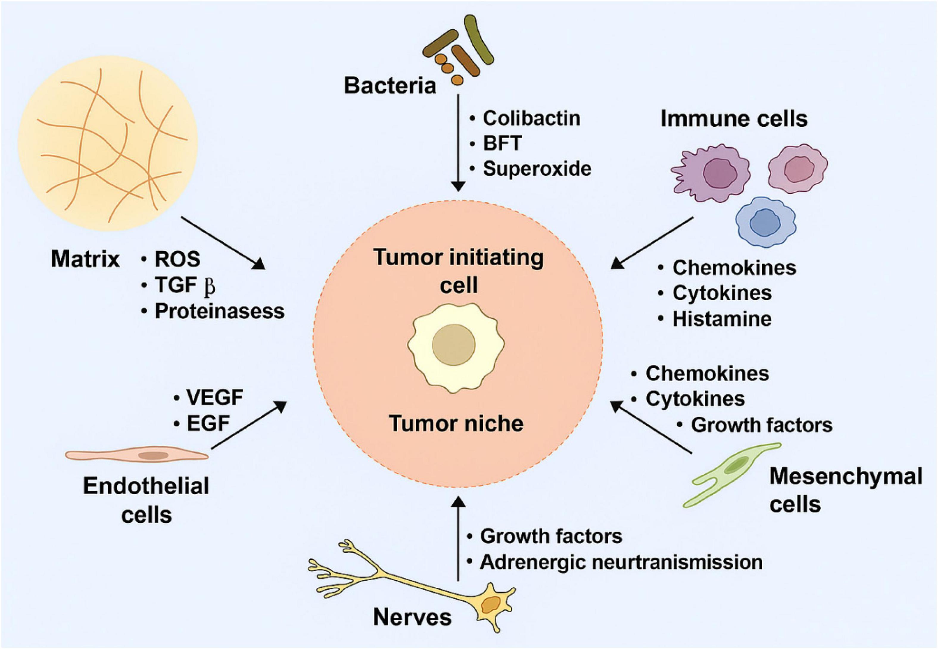 Diagram illustrating the tumor microenvironment. At the center is a “Tumor initiating cell” within the “Tumor niche,” surrounded by components influencing its behavior: “Bacteria” producing colibactin, BFT, superoxide; “Immune cells” releasing chemokines, cytokines, histamine; “Mesenchymal cells” providing chemokines, cytokines, growth factors; “Nerves” contributing growth factors, adrenergic neurotransmission; “Endothelial cells” delivering VEGF and EGF; and the “Matrix” with ROS, TGFβ, and proteinases. Arrows indicate interactions and influences on the tumor cell.