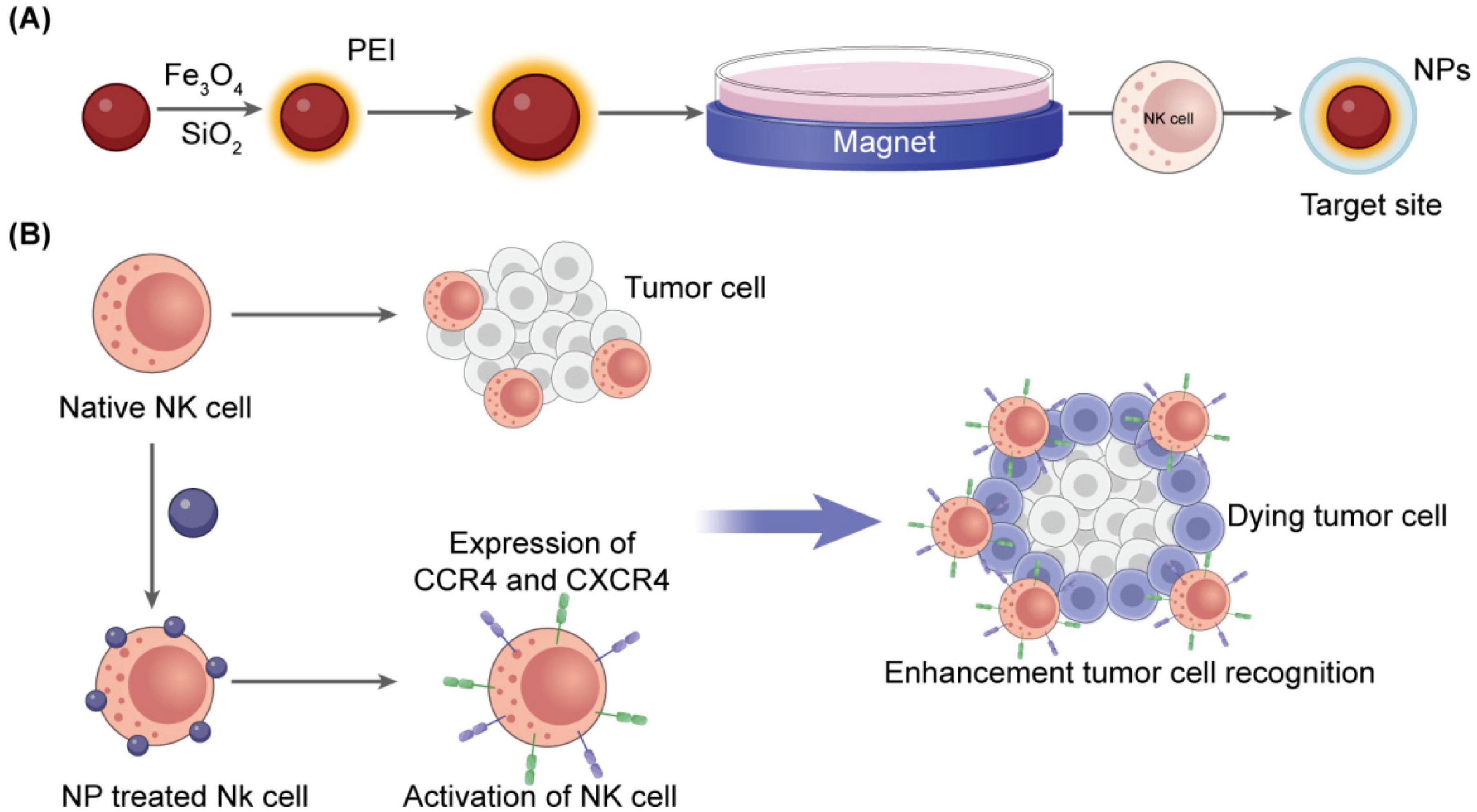 Diagram illustrating a process involving nanoparticles (NPs) and natural killer (NK) cells in tumor cell targeting. Panel (A) shows Fe3O4 and SiO2 core-shell structure with PEI coating, attracted by a magnet to target sites. Panel (B) depicts NK cell treatment with NPs, leading to CCR4 and CXCR4 expression, activating NK cells. Further interaction with tumor cells enhances recognition, contributing to tumor cell death.