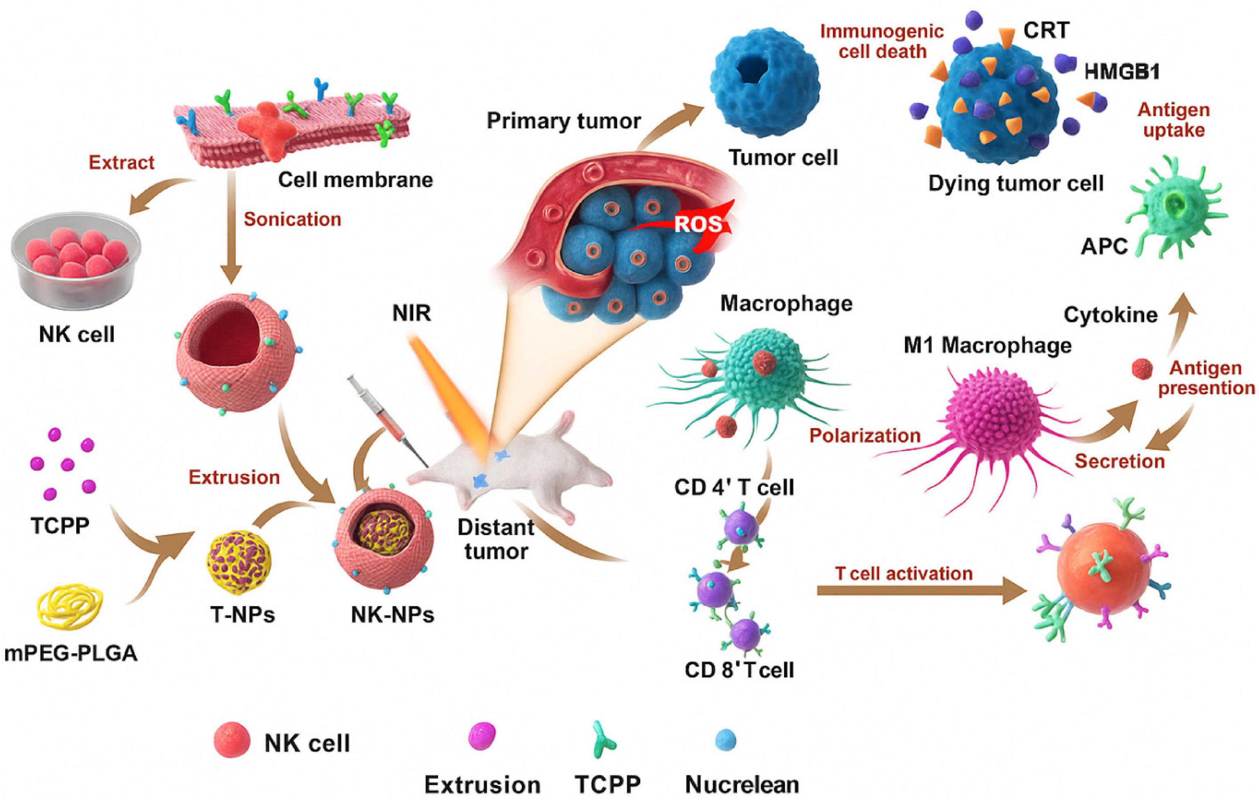 Diagram illustrating a process involving NK cells and tumor interactions. NK cells undergo sonication with a cell membrane, integrating with TCPP and mPEG-PLGA to form nanoparticles (NK-NPs). These target distant tumors, where near-infrared radiation (NIR) induces reactive oxygen species (ROS) in tumors. Dying tumor cells release signals for antigen-presenting cells (APCs). Macrophages activate into M1 macrophages, producing cytokines and presenting antigens, leading to CD4+ and CD8+ T cell activation and potential tumor cell destruction.