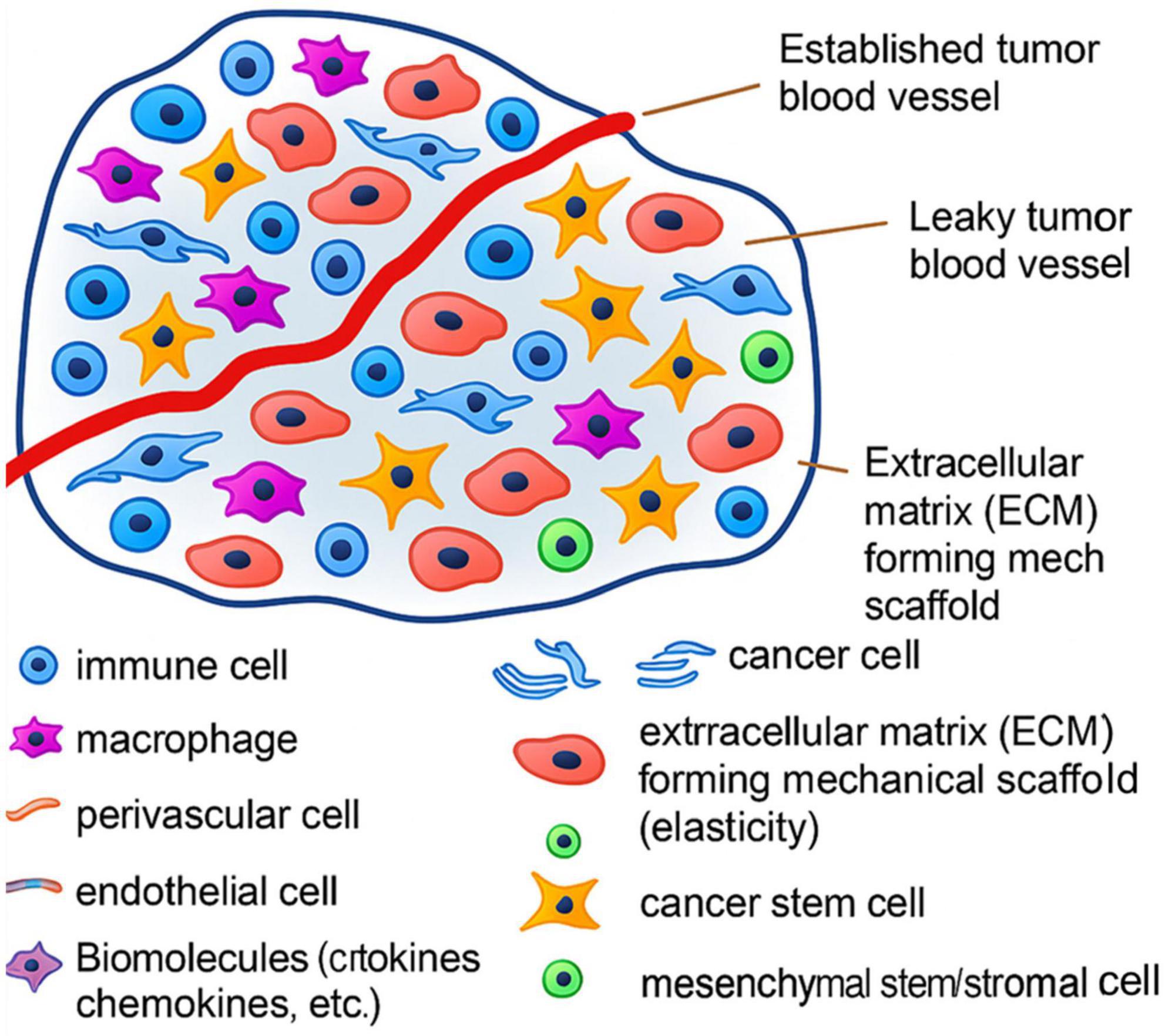 Tumor microenvironment diagram showing various cell types and structures. Blue circles represent immune cells, pink star-like shapes are macrophages, purple shapes are perivascular cells, and light blue shapes are endothelial cells. Orange cells indicate cancer cells, and orange stars with dots are mesenchymal stem/stromal cells. Cancer stem cells are shown in orange with blue dots. Green circles are biomolecules. Red lines represent blood vessels; solid for established and dashed for leaky. Labels indicate extracellular matrix areas forming mechanical scaffolds.