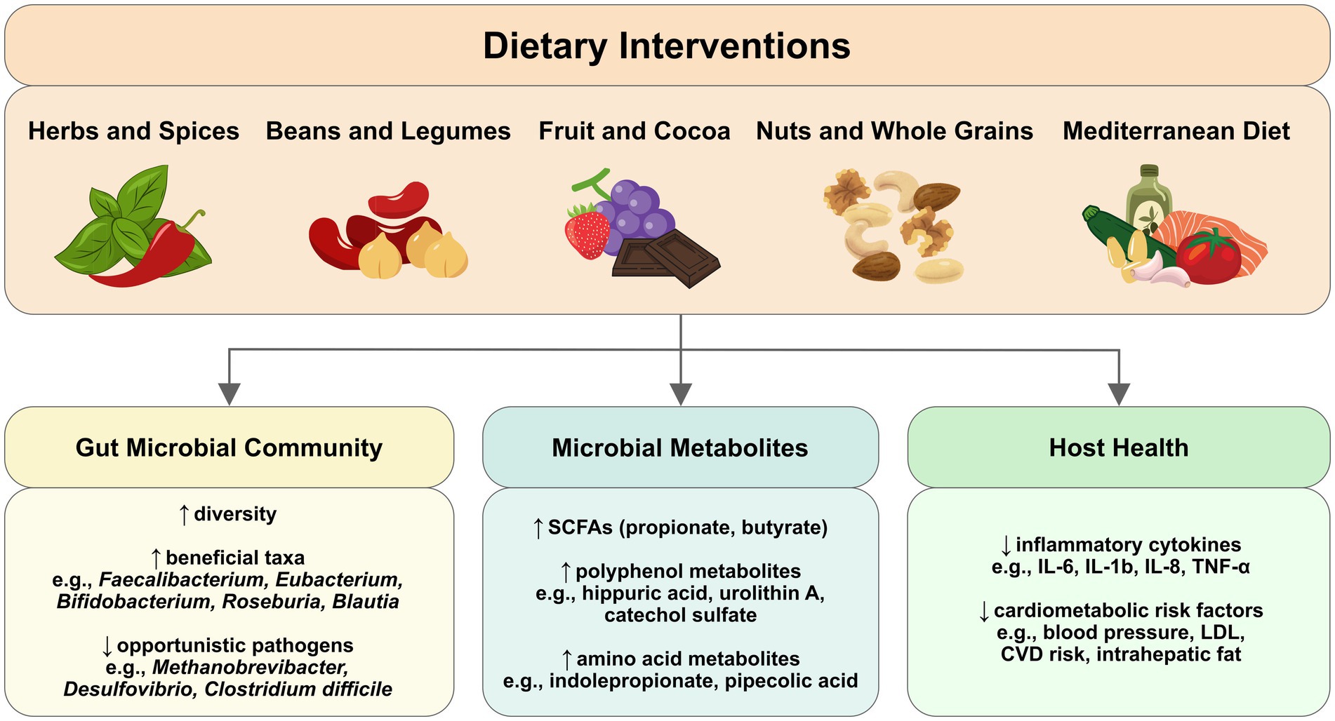 Diagram illustrating the impact of dietary interventions. Top row shows categories: herbs and spices, beans and legumes, fruit and cocoa, nuts and whole grains, and the Mediterranean diet. These influence the gut microbial community, microbial metabolites, and host health. Gut microbial community benefits include increased diversity and beneficial taxa, decreased pathogens. Microbial metabolites include increased short chain fatty acids, polyphenol, and amino acid metabolites. Host health improvements include reduced inflammatory cytokines and cardiometabolic risk factors.