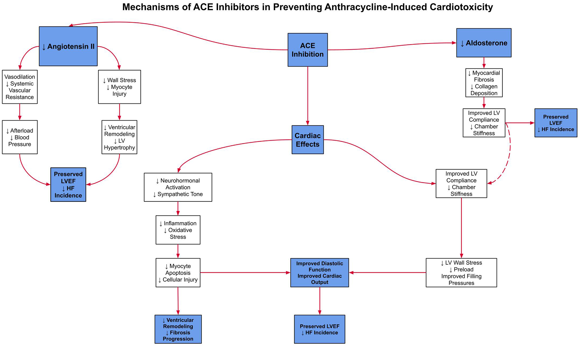 Flowchart illustrating mechanisms of ACE inhibitors in preventing anthracycline-induced cardiotoxicity. ACE inhibition reduces angiotensin II and aldosterone, leading to vasodilation, decreased vascular resistance, lower blood pressure, and reduced afterload. This prevents ventricular remodeling, left ventricular hypertrophy, wall stress, and myocyte injury, thereby preserving left ventricular ejection fraction (LVEF) and reducing heart failure (HF) incidence. Reduced aldosterone lowers myocardial fibrosis and collagen deposition, improving left ventricular compliance and decreasing chamber stiffness. Cardiac effects include decreased neurohormonal activation, reduced sympathetic tone, less inflammation and oxidative stress, and decreased myocyte apoptosis and injury, all contributing to improved diastolic function, cardiac output, and attenuation of fibrosis progression.