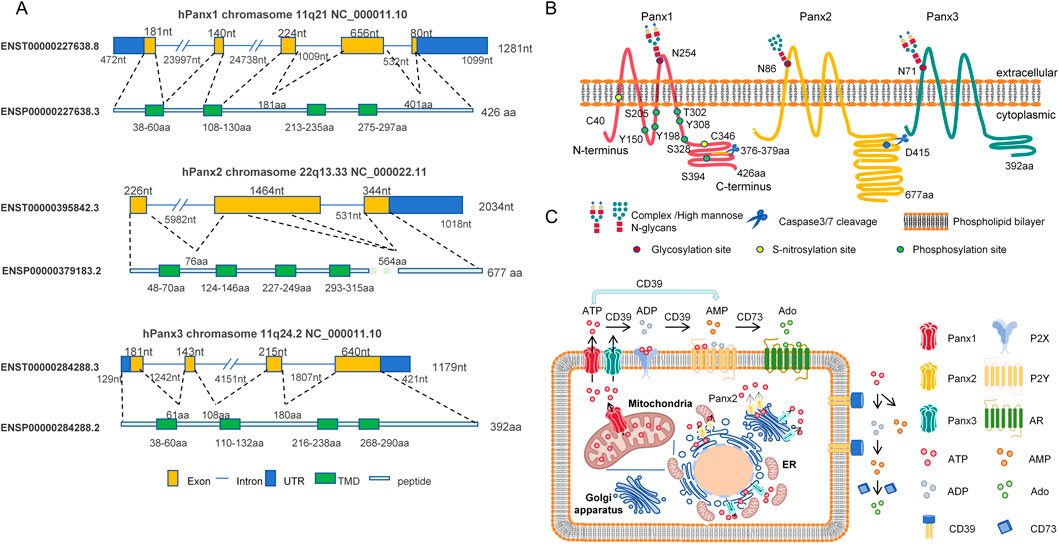Diagram depicting the structure and functions of Panx1, Panx2, and Panx3 proteins. Panel A: Displays exon, intron, UTR, TMD, and peptide structures with nucleotide/amino acid lengths on chromosomes 11q21 (Panx1), 22q13 (Panx2), and 11q24 (Panx3). Panel B: Illustrates protein localization within the cell membrane, showing post-translational modifications and cleavage sites. Panel C: Shows subcellular distributions of Panx1 ((plasmamembrane/ mitochondria), Panx2 (ER, Golgi and ER-Golgi membrane contact sites), and Panx3 (plasma membrane/ER/Golgi). Highlights extracellular ATP hydrolysis by CD39/CD73 enzymes into ADP, AMP, and Ado, which interact with P2X, P2Y, and Ado receptors.