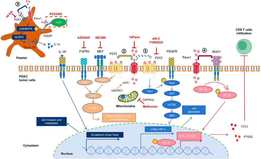 Schematic of PANX1-driven PDAC progression mechanisms. Four pathways: First, autocrine ATP release promotes glycolysis via P2Y2 receptors; second, P2Y2-activated PI3K/AKT/mTOR enhances proliferation and tumorigenesis; third, platelet-derived IL-1β induces EMT through P2X1-p38/MAPK/NLRP3; finally, NOD1/NF-κB-generated CCL2/PTGS2 inhibits CD8+ T-cell infiltration. Molecular targets: NF449 (P2X antagonist), PC63453 (platelet-specific Panx1 blocker), Metformin (OXPHOS inhibitor), 10Panx (Panx1 blocker), AZD4547 (FGFR2 antagonist), INC280 (c-MET inhibitor), AR-C118925XX (P2Y2 antagonist).
