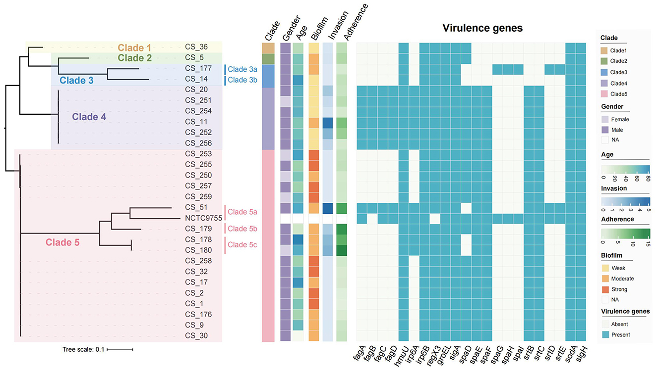 Phylogenetic tree and heat map visualizing the relationship between clades 1 to 5 of bacterial strains. The tree on the left clusters strains by genetic similarity. Adjacent heat map displays virulence gene presence across strains, coded by blue squares. Additional columns represent metadata such as clade, gender, age, invasion, adherence, and biofilm characteristics. A legend on the right explains the color coding for metadata and gene presence.