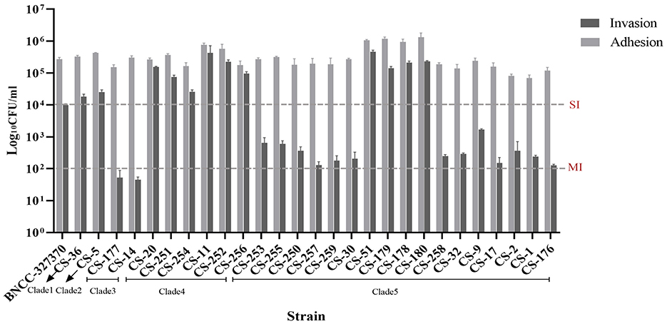 Bar chart comparing invasion and adhesion capacities of different strains, divided into clades. The y-axis shows log CFU/ml, ranging from 102 to 10⁷. Bars for invasion are dark gray, while adhesion is light gray. Strains like BNCC-327370 and 27 clinical CS isolates are displayed, with labels for clades 1 to 5. Two red horizontal lines, labeled SI and MI, indicate reference points.