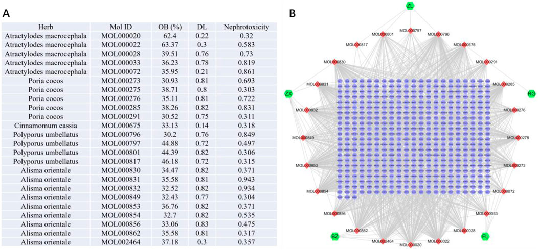 A table and a network diagram are displayed. The table lists various herbs, their molecular IDs, oral bioavailability percentages, drug likeness values, and nephrotoxicity scores. The herbs include Atractylodes macrocephala, Poria cocos, Cinnamomum cassia, Polyporus umbellatus, and Alisma orientale. The network diagram on the right shows a complex web of connections among molecular IDs, marked in red, and nodes labeled ZL, ZX, RG, BZ, and FL, marked in green. The diagram represents the interaction among the compounds.