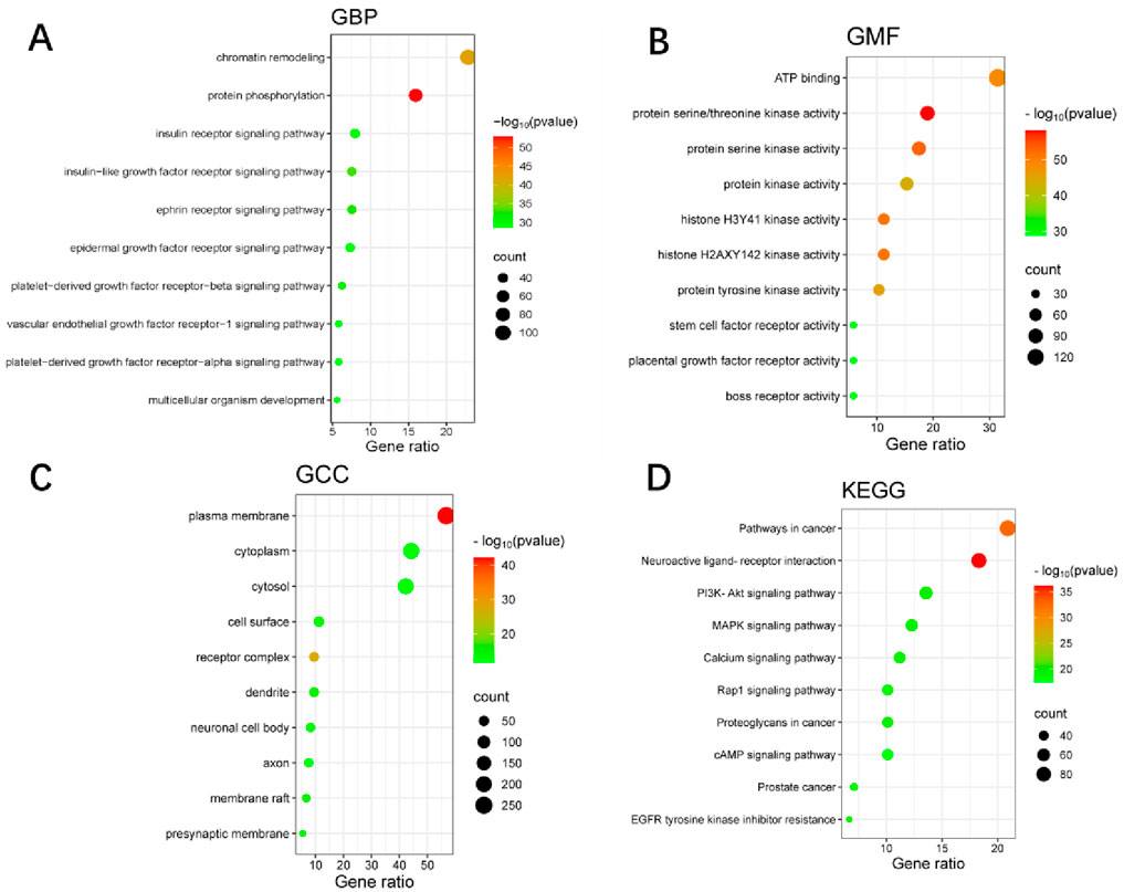 Four scatter plots (A, B, C, D) display gene ratio analysis with varying colored dots representing -log10(p-value) significance and size indicating count. A (GBP) focuses on pathways like chromatin remodeling, showing gene ratios around 5-20. B (GMF) highlights ATP binding and kinase activity, with ratios near 10-30. C (GCC) features cellular components like plasma membrane, ratios around 10-50. D (KEGG) involves signaling pathways like PI3K-Akt, with ratios approximately 10-20. Color scales range from green to red, reflecting increasing significance value.