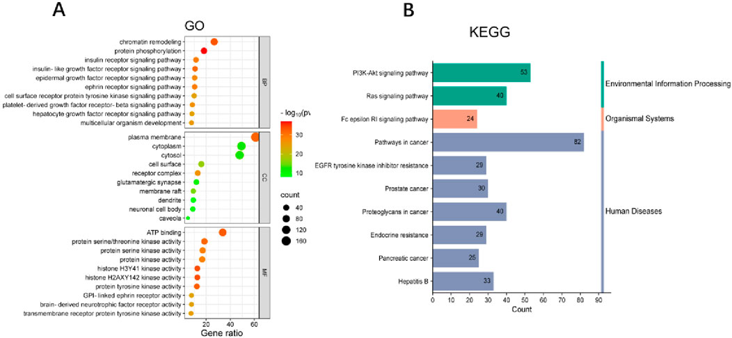 Graphical analysis of biological processes. Panel A presents GO analysis with dot plots for biological processes (BP), cellular components (CC), and molecular functions (MF), using a gene ratio and color gradient for significance. Panel B shows KEGG pathway analysis, using bar charts for pathways with counts, colored by category such as