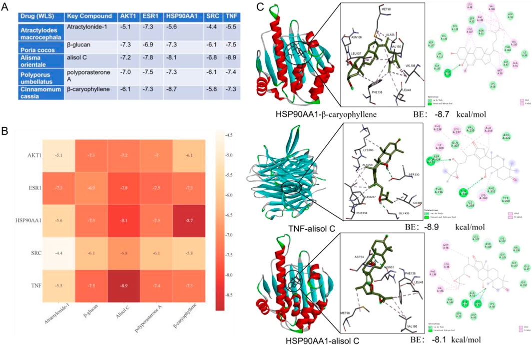 A composite image with three sections: (A) A table listing drugs, compounds, and their interactions with targets AKT1, ESR1, HSP90AA1, SRC, and TNF, showing binding energies. (B) A heatmap displaying binding energies of various compounds with targets, ranging from -5.1 to -8.9 kcal/mol, color-coded from light to dark red. (C) Three protein-ligand interaction diagrams: HSP90AA1 with β-caryophyllene (BE: -8.7 kcal/mol), TNF with alisol C (BE: -8.9 kcal/mol), and HSP90AA1 with alisol C (BE: -8.1 kcal/mol), showing 3D structures and interaction details.