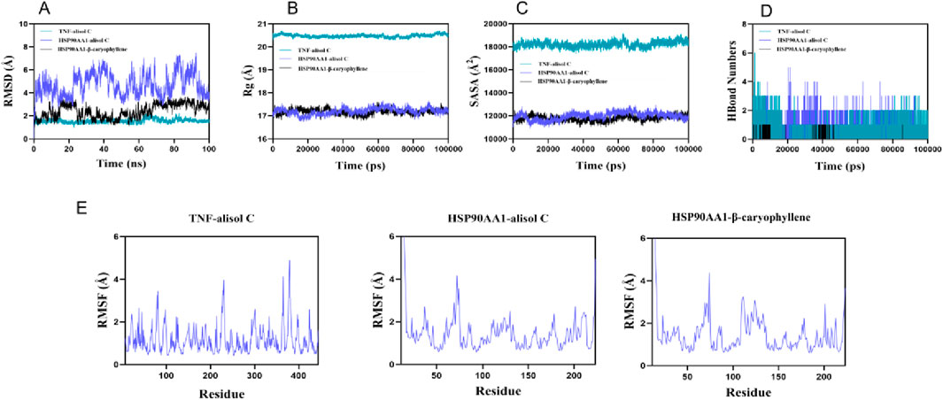 Graphs show molecular dynamics data: RMSD, radius of gyration, SASA, H-bond numbers, and RMSF for TNF-alisol C, HSP90AA1-alisol C, and HSP90AA1-β-caryophyllene. Data range from 0 to 10000 picoseconds with variations in stability and flexibility across different compounds and conditions.