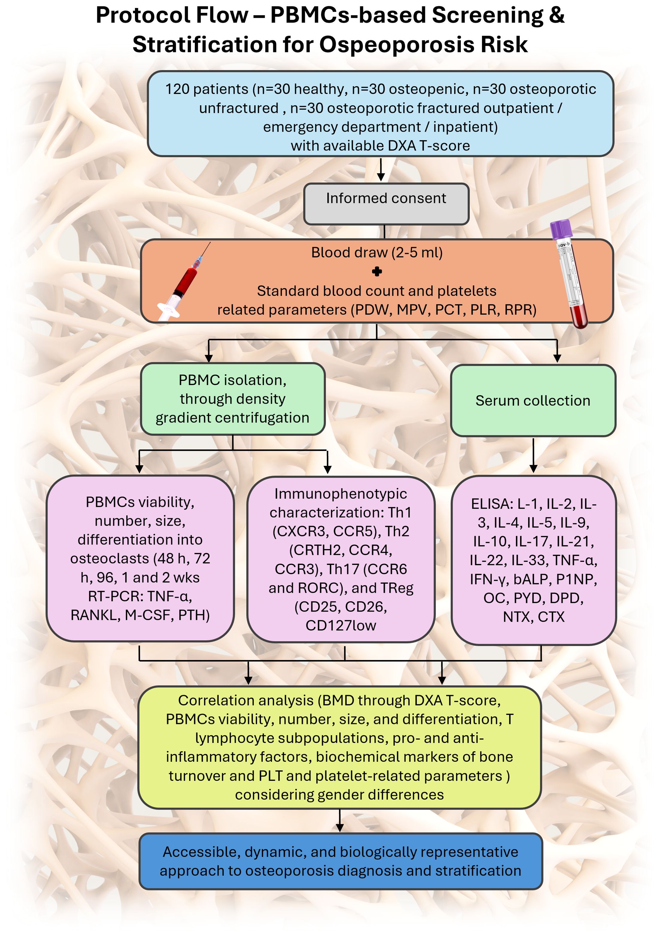 Flowchart detailing a protocol for PBMC-based screening and stratification for osteoporosis risk. It outlines the process from patient enrollment to blood draw, PBMC isolation, and serum collection. It includes tests for PBMC viability and immunophenotypic characterization, followed by correlation analysis. The conclusion highlights the approach's accessibility for osteoporosis diagnosis.