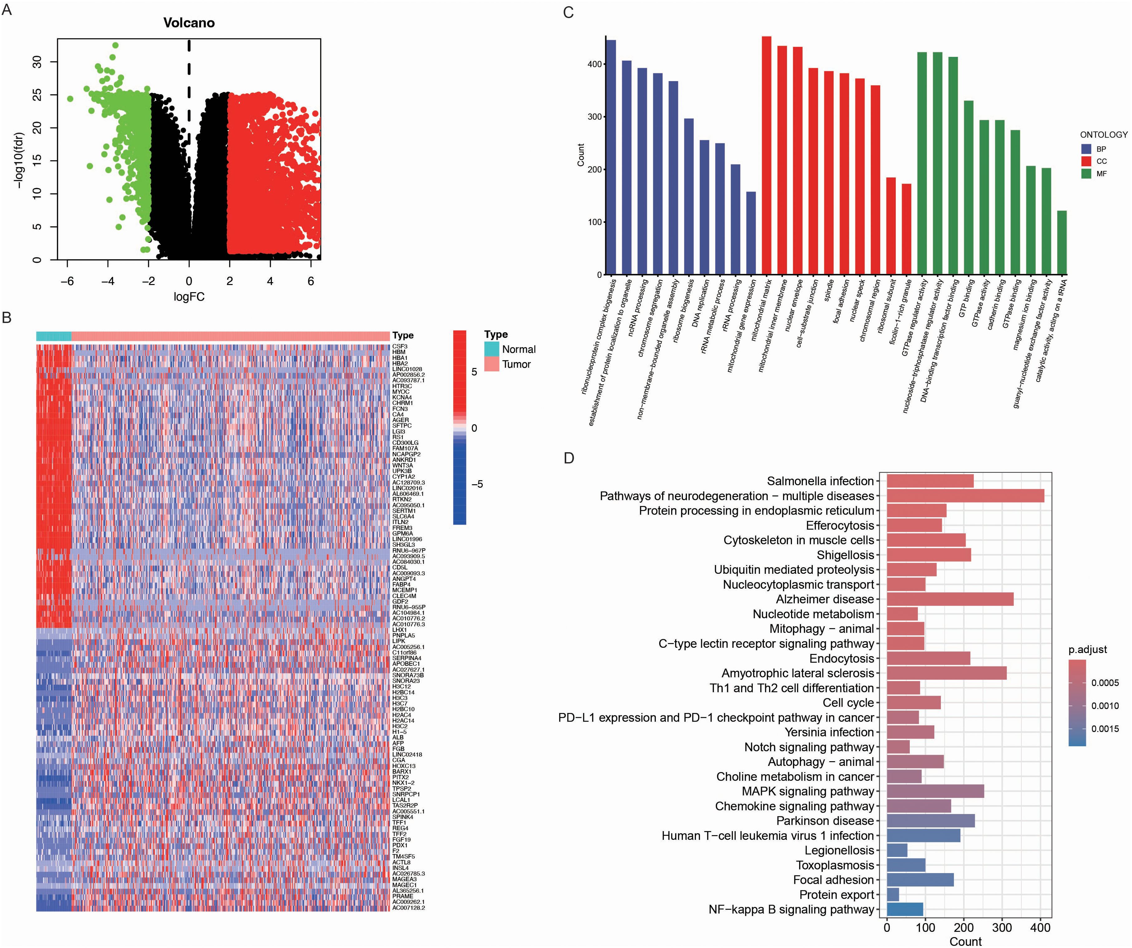 Four-panel scientific data visualization. Panel A: Volcano plot with green, black, and red points representing data points on a logarithmic scale. Panel B: Heatmap showing expression levels of various genes, with a color scale from blue to red representing normal and tumor types. Panel C: Bar graph depicting ontology categories BP, CC, and MF in blue, red, and green, respectively, with counts on the y-axis and categories on the x-axis. Panel D: Bar chart listing various biological pathways with a color gradient indicating p.adjust values.